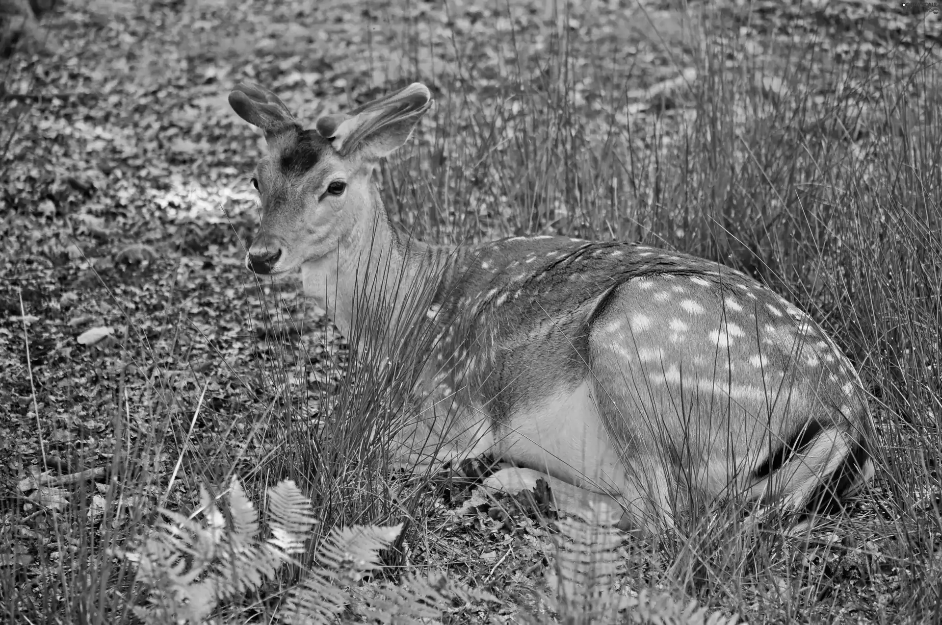 forest, deer, grass