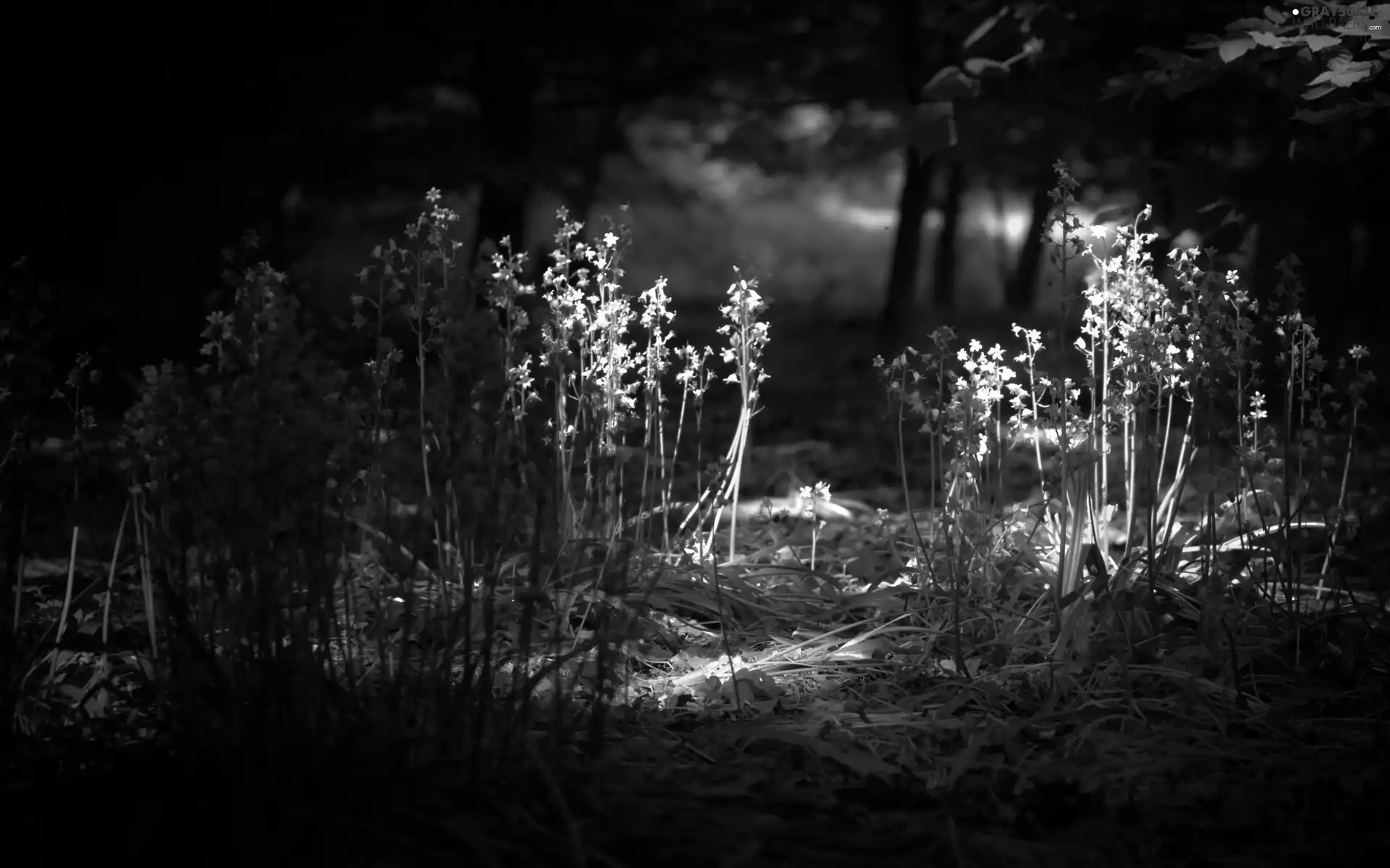 forest, Flowers, grass