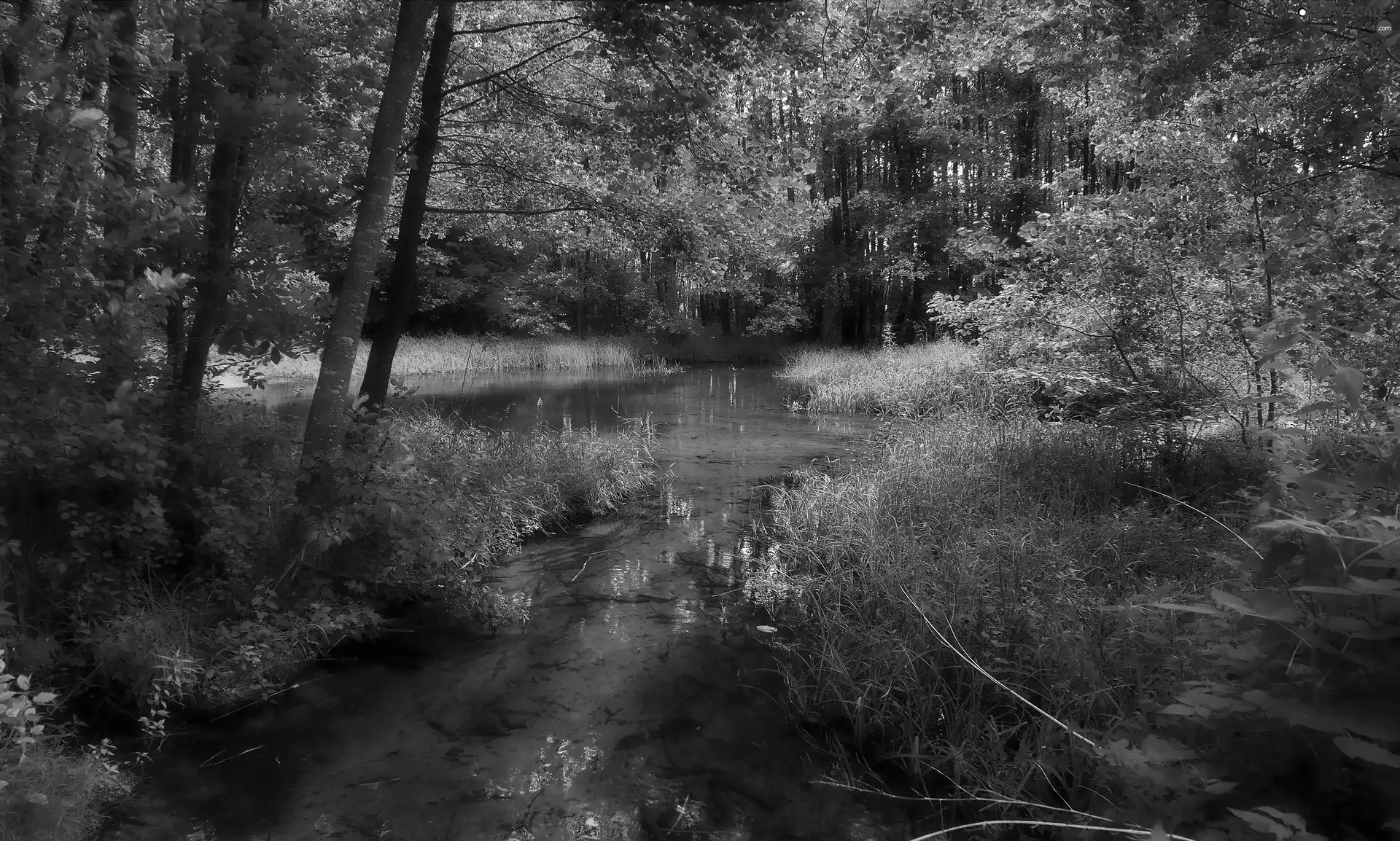 forest, grass, stream, lake, fountain