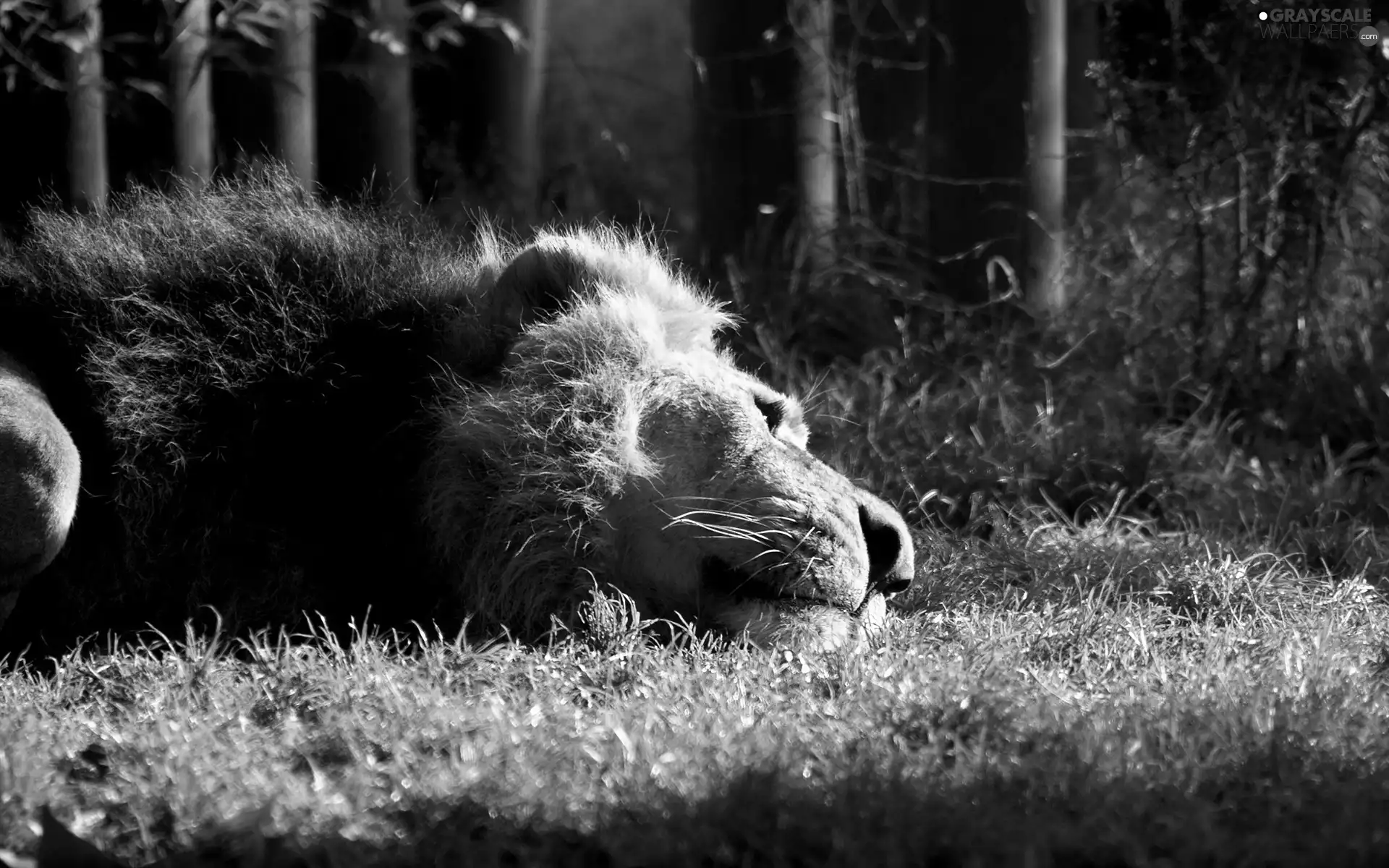 forest, Lion, grass