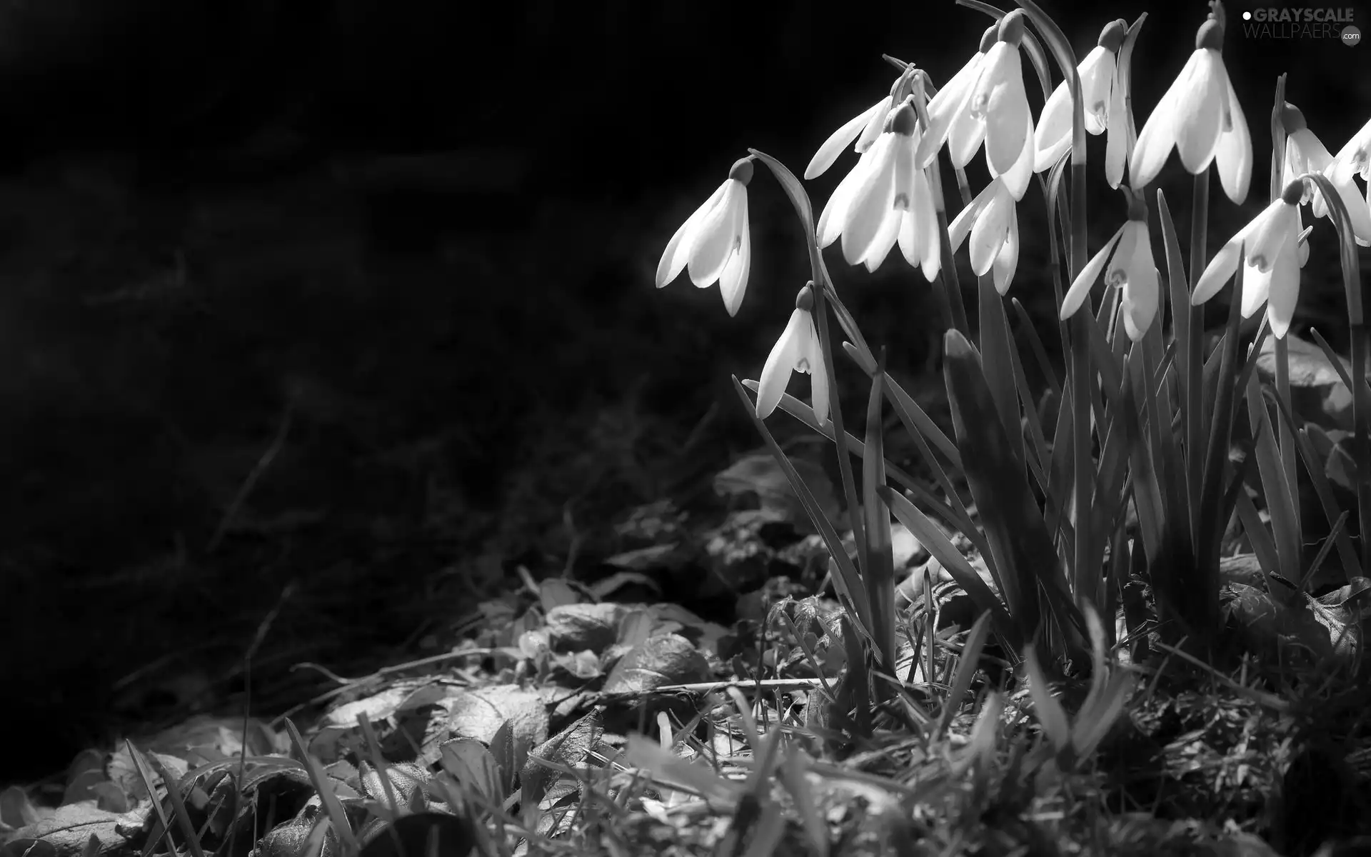 forest, snowdrops, grass