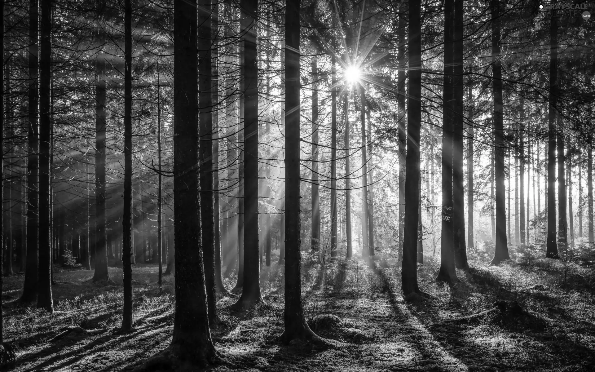 trees, viewes, grass, light breaking through sky, forest