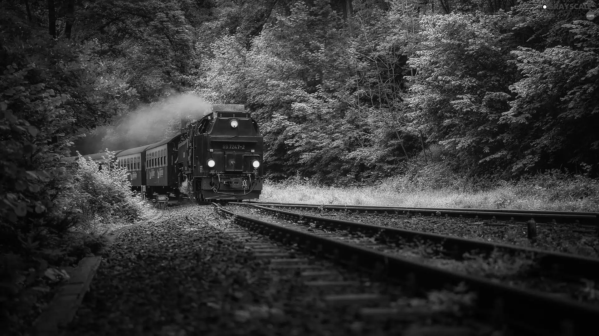 viewes, steam train, forest, trees, Green