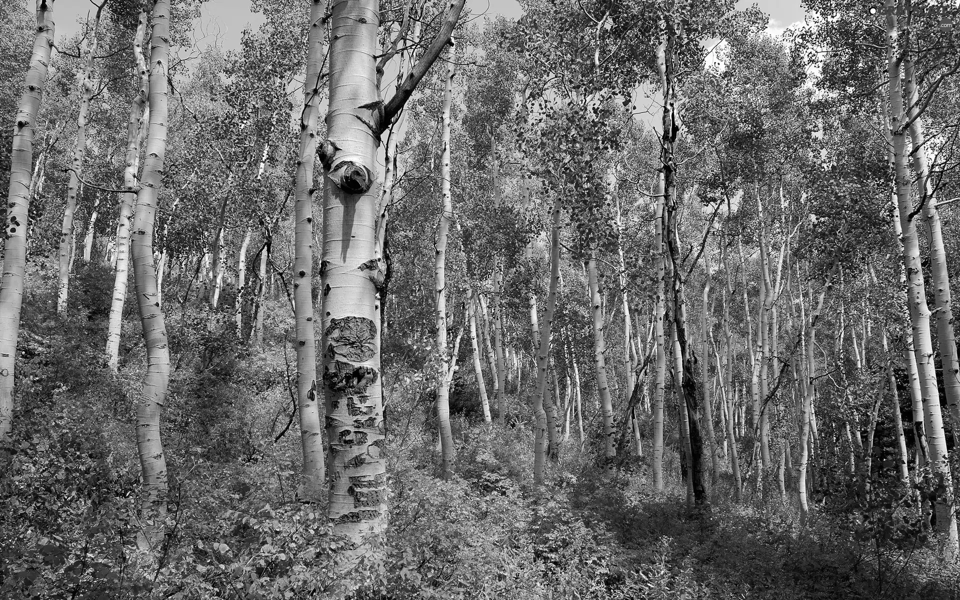 birch, Spring, forest, Hill-side