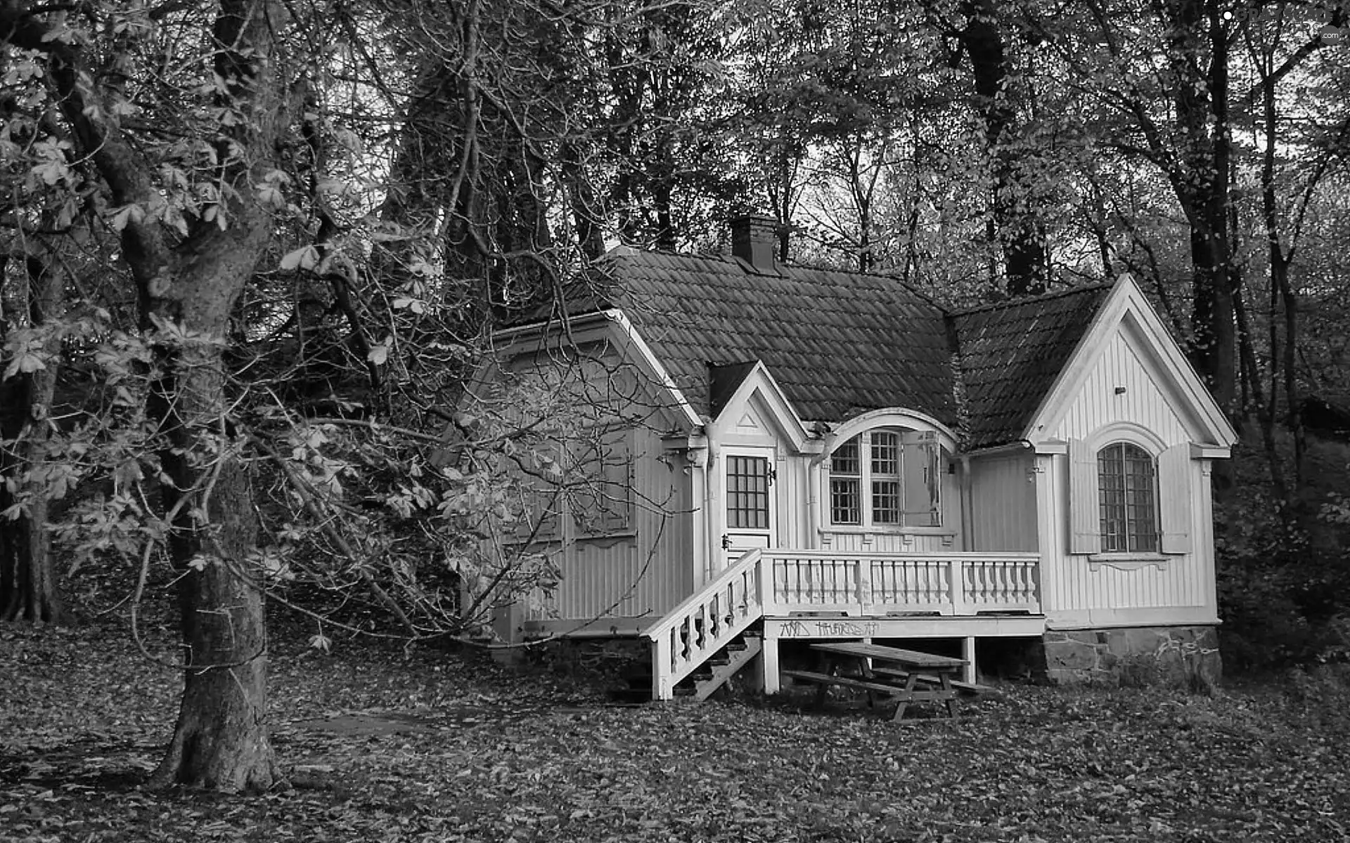 Home, forest