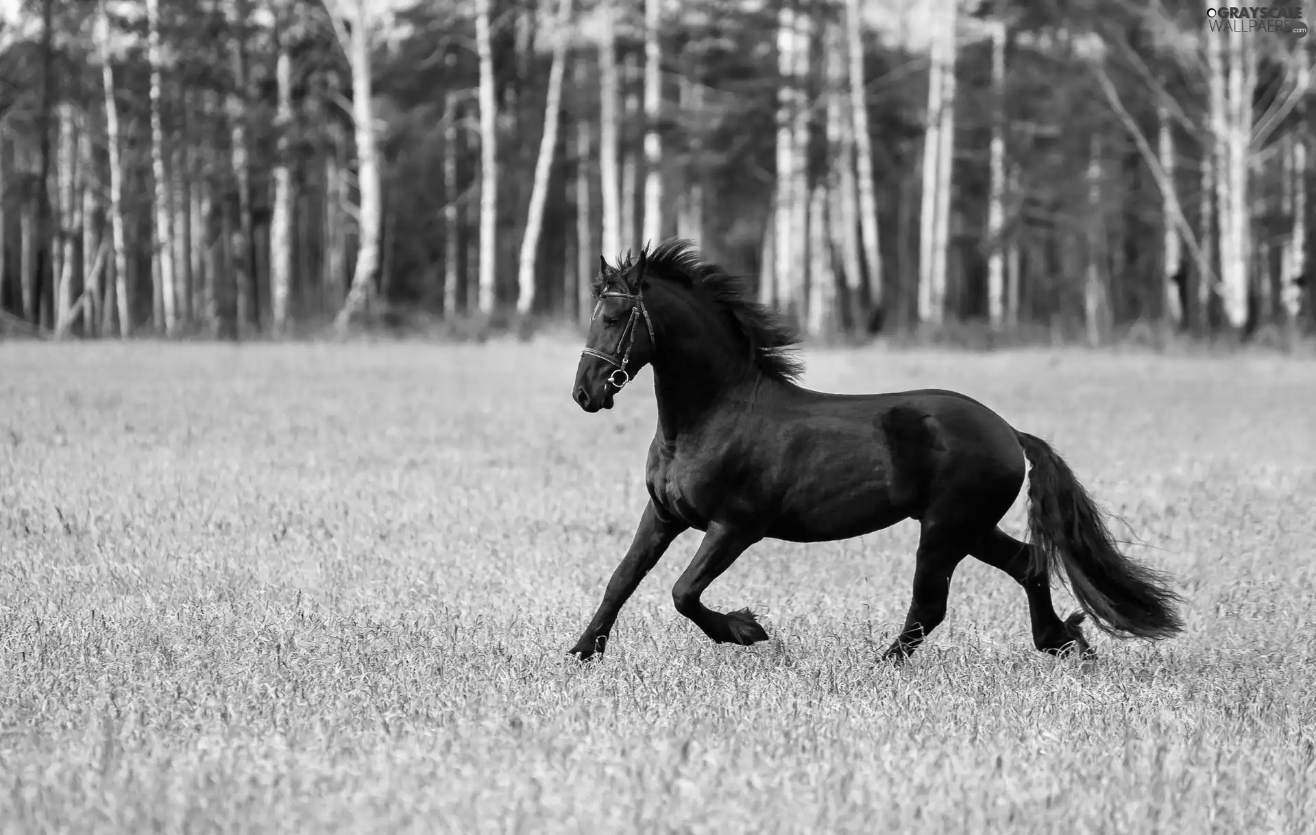 Horse, Meadow, forest, gear