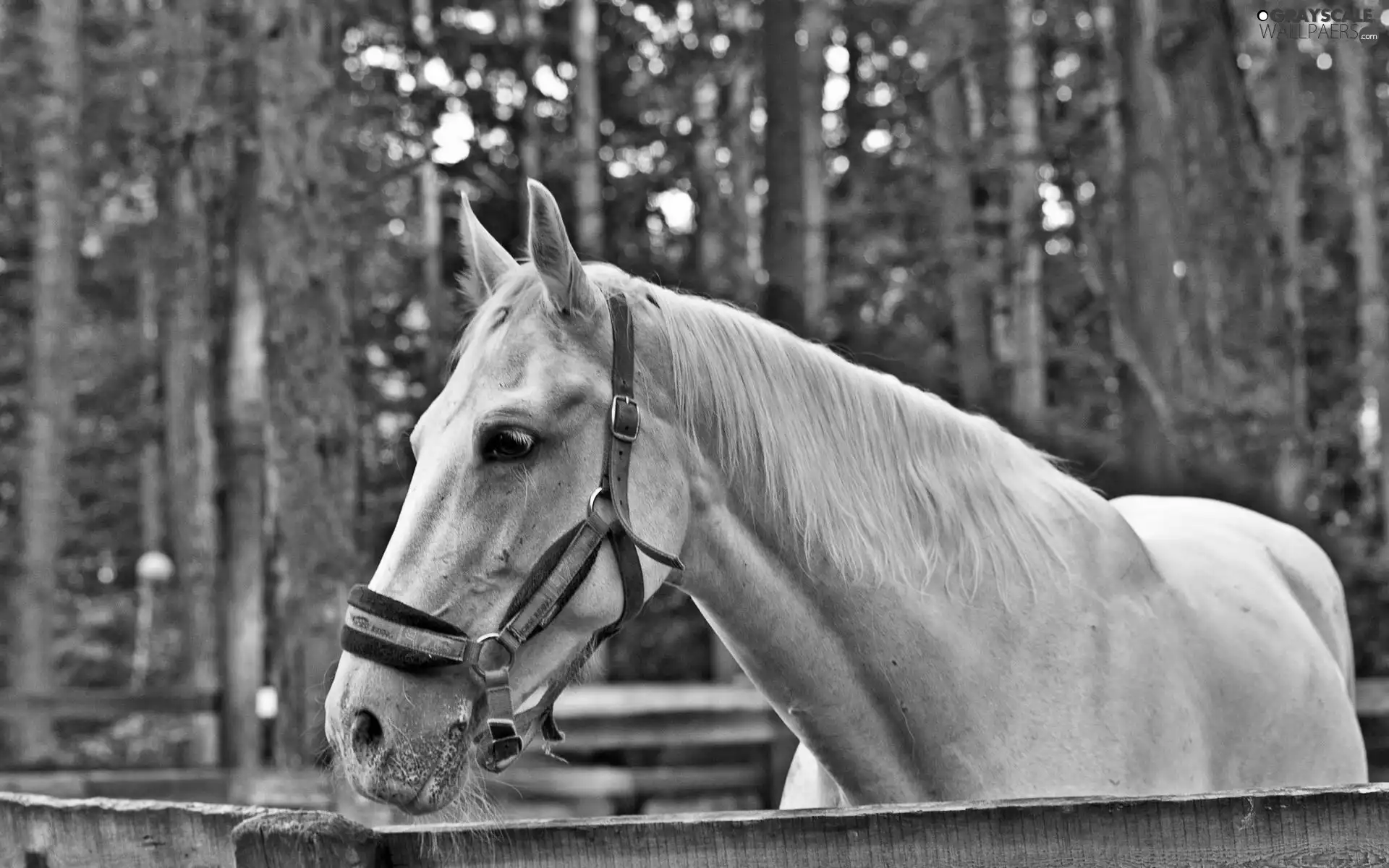 forest, White, Horse