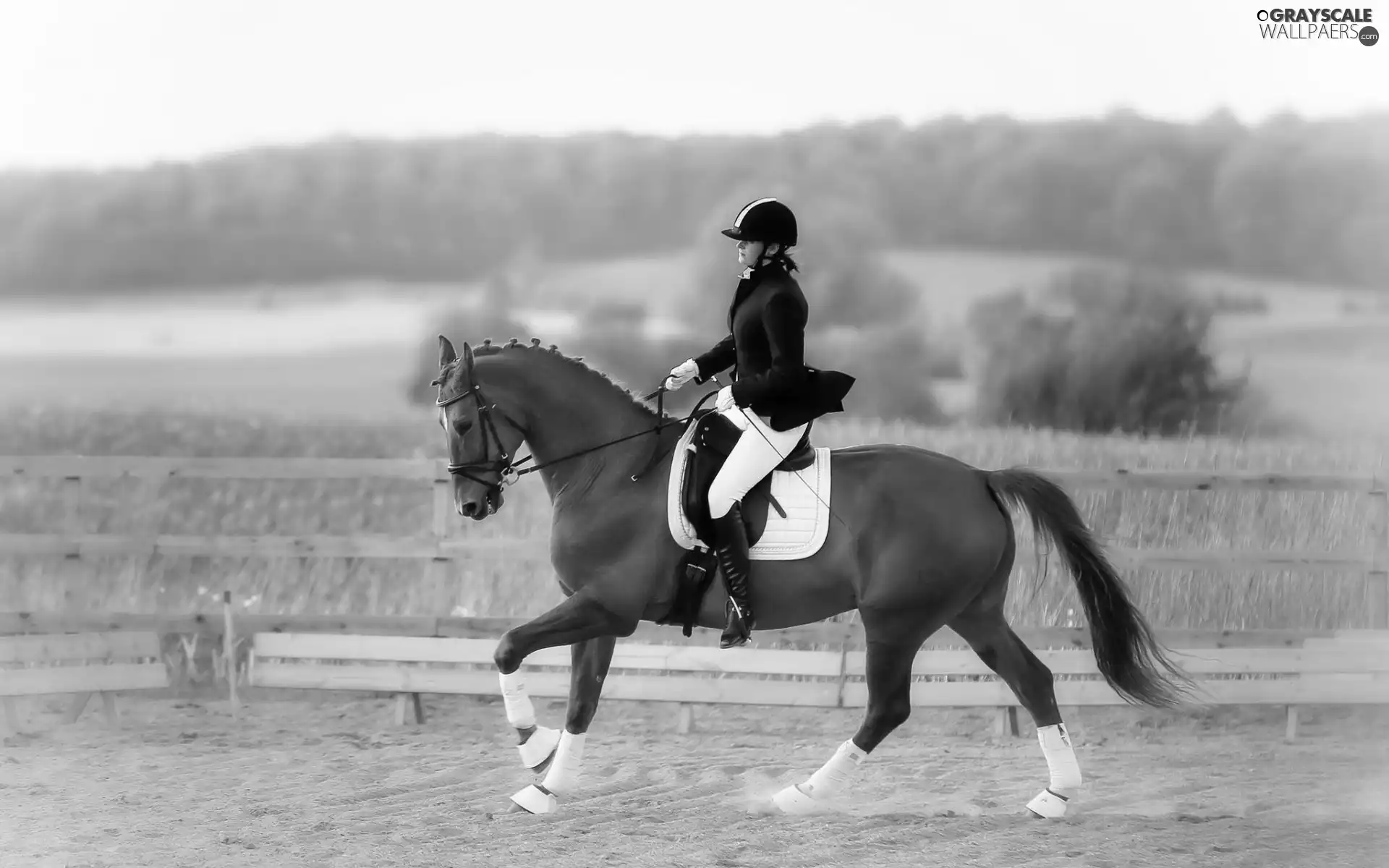Jockey, fence, forest, Horse