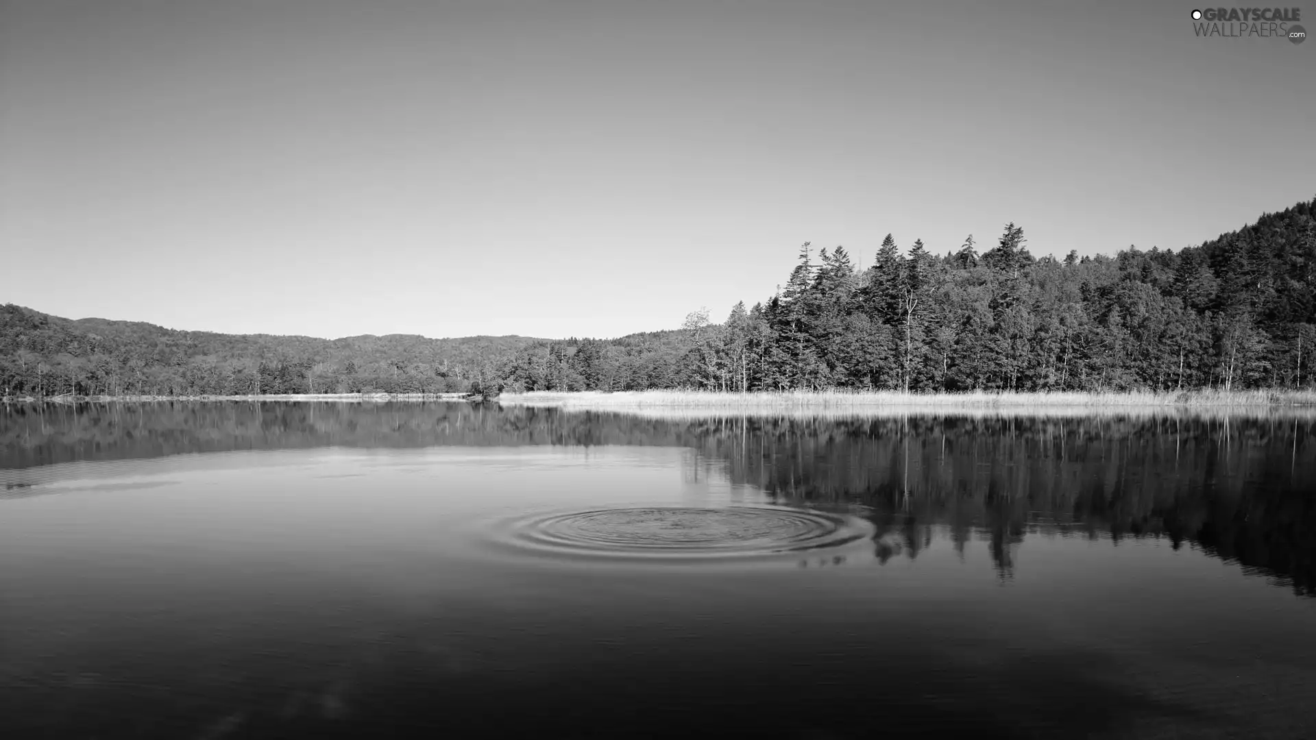 lake, forest