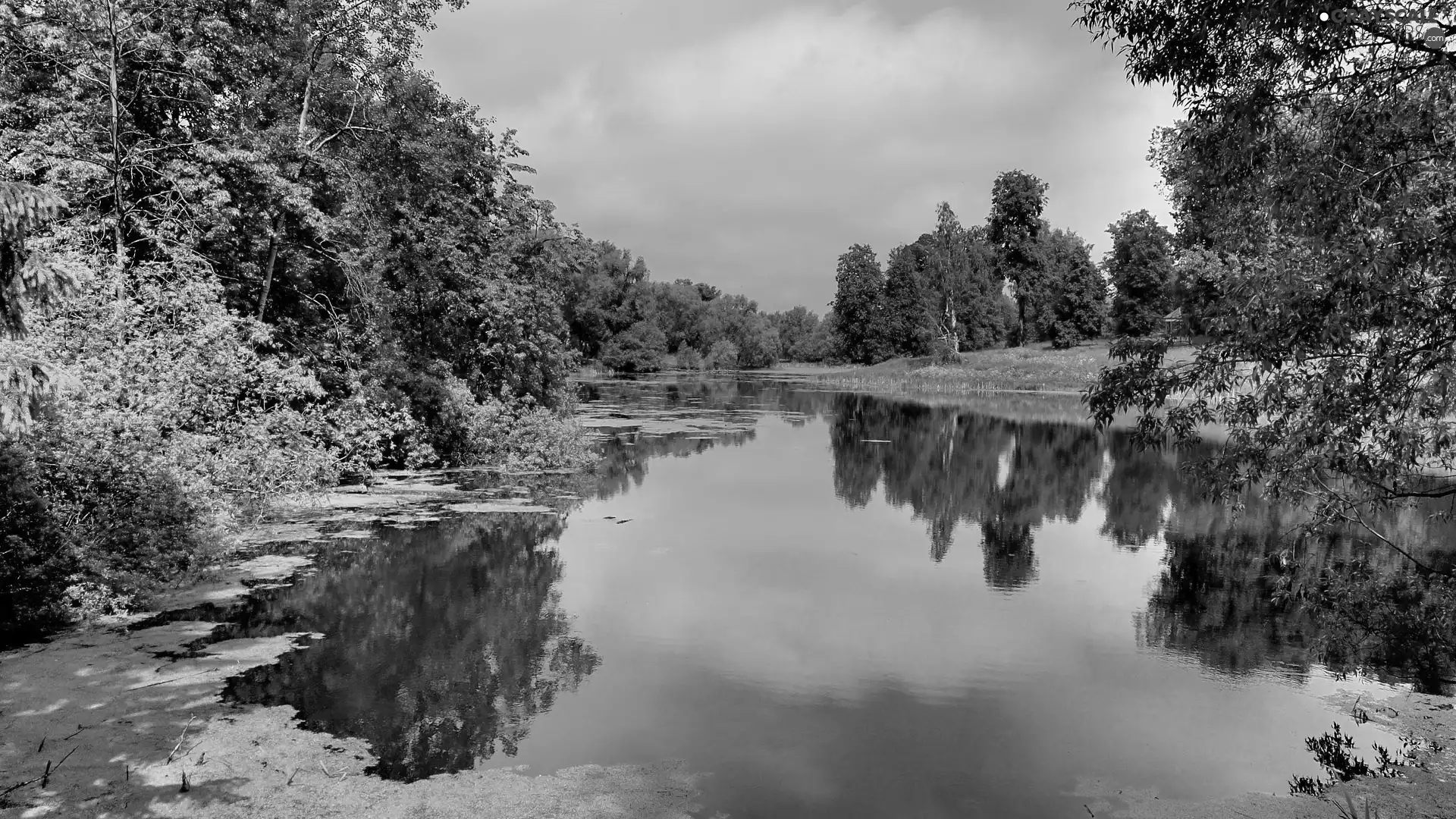 lake, forest