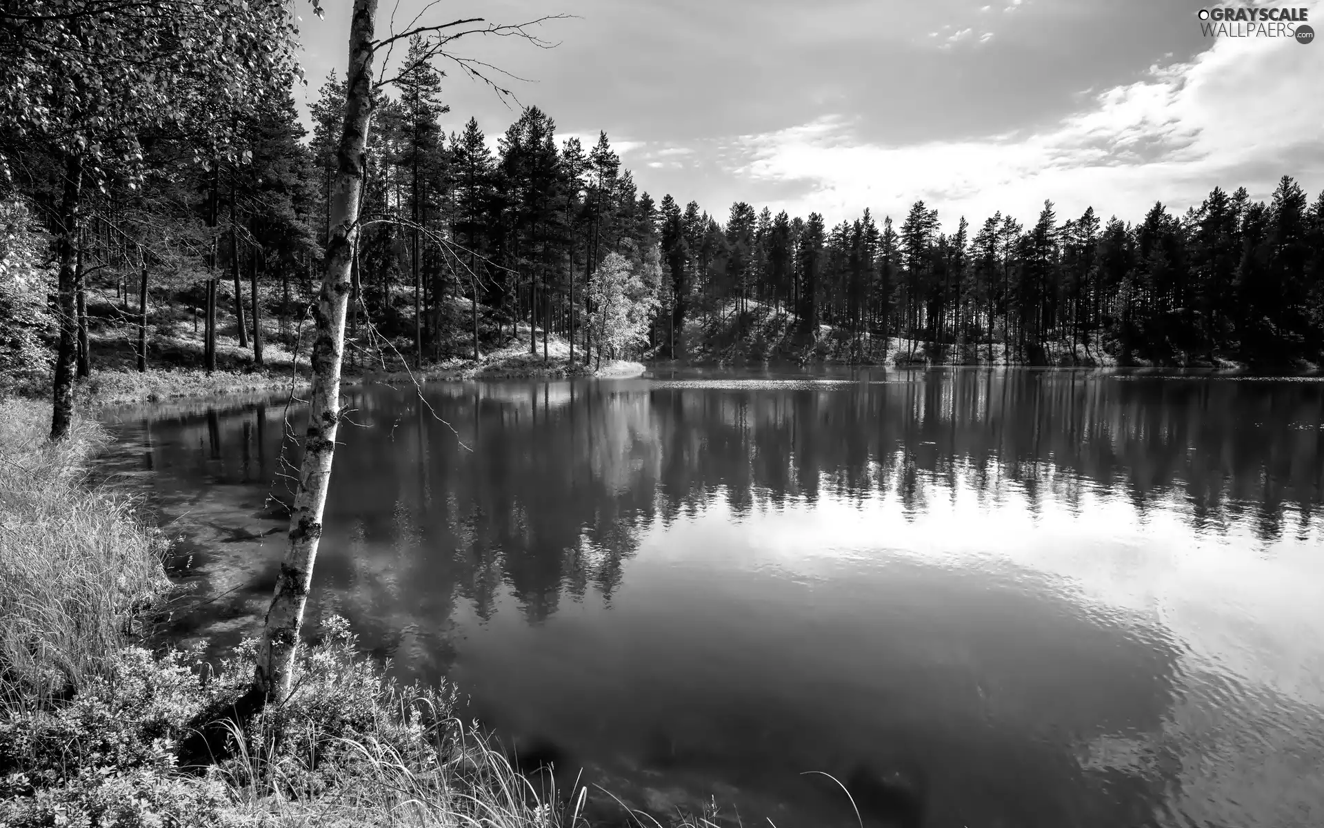 lake, forest