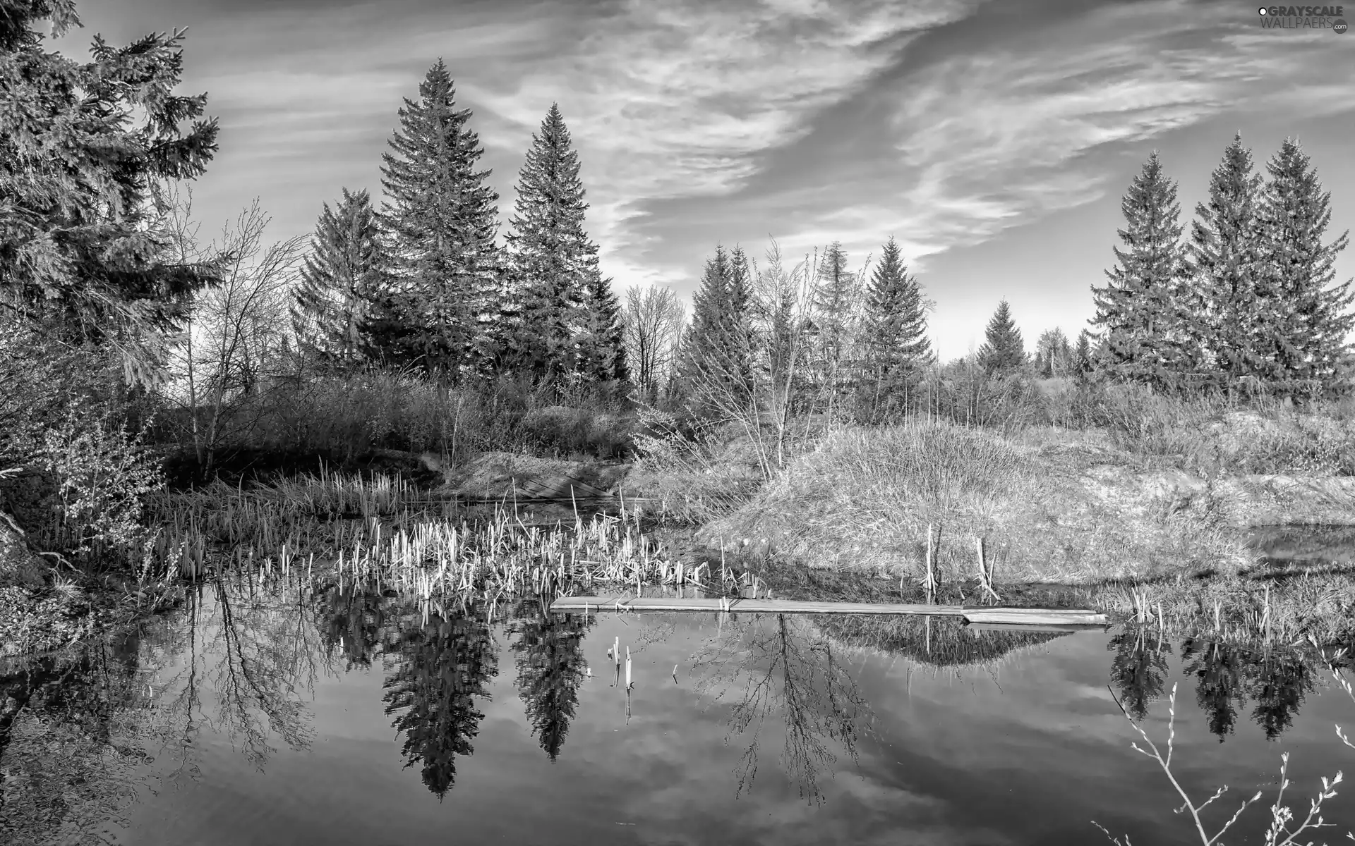 lake, forest