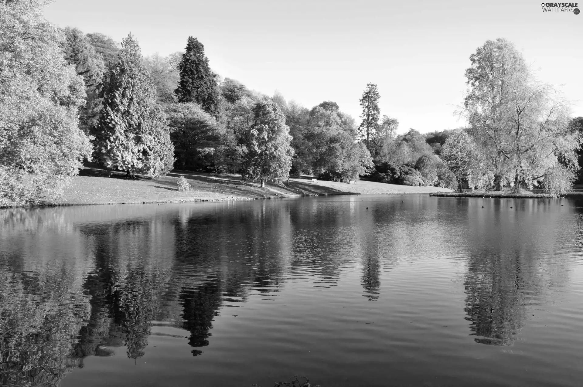 forest, autumn, lake