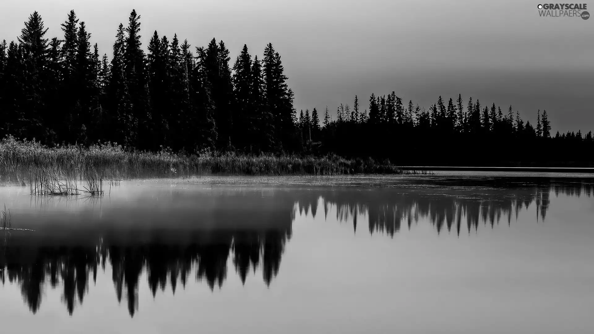 forest, beatyfull, lake