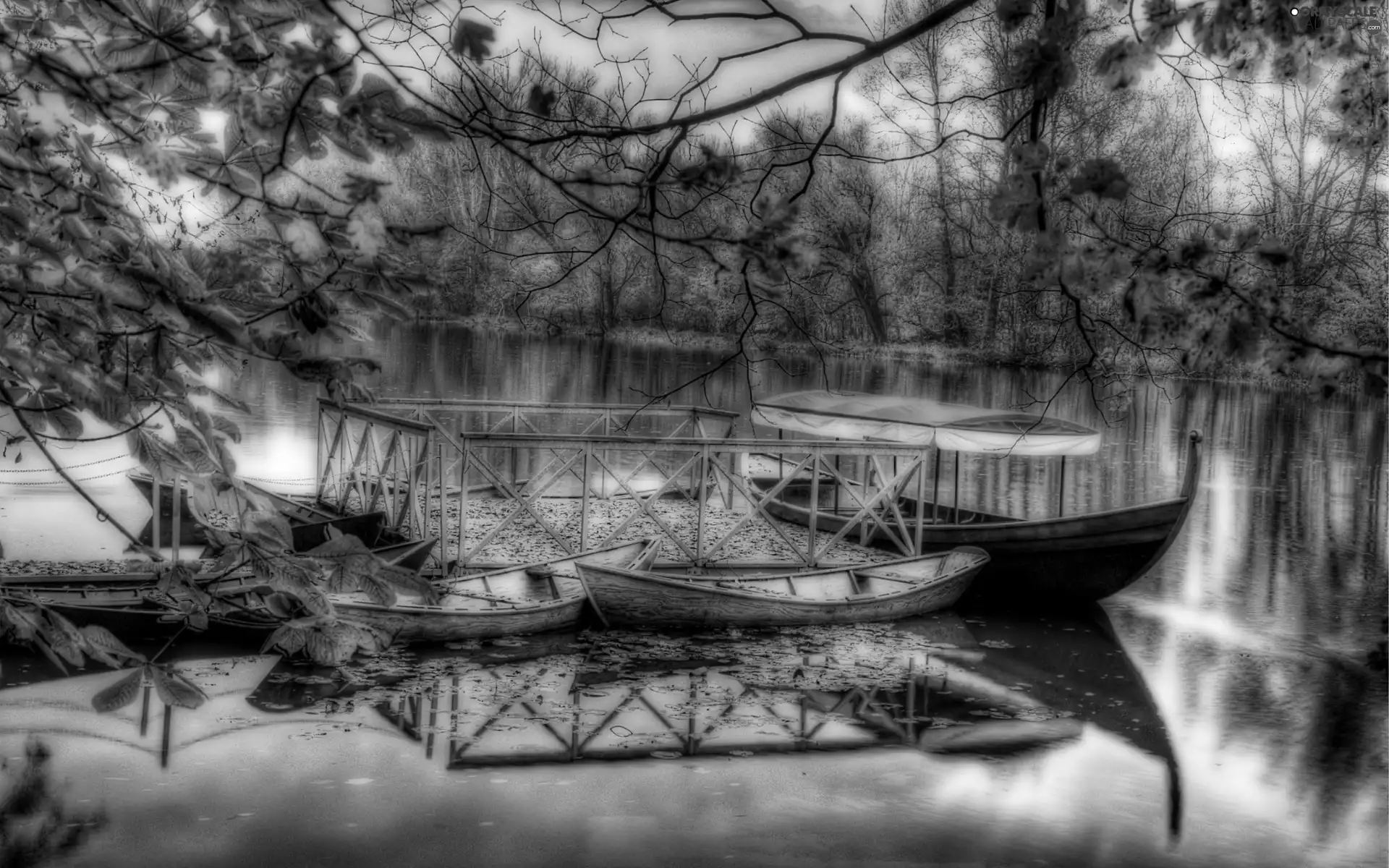 forest, boats, lake