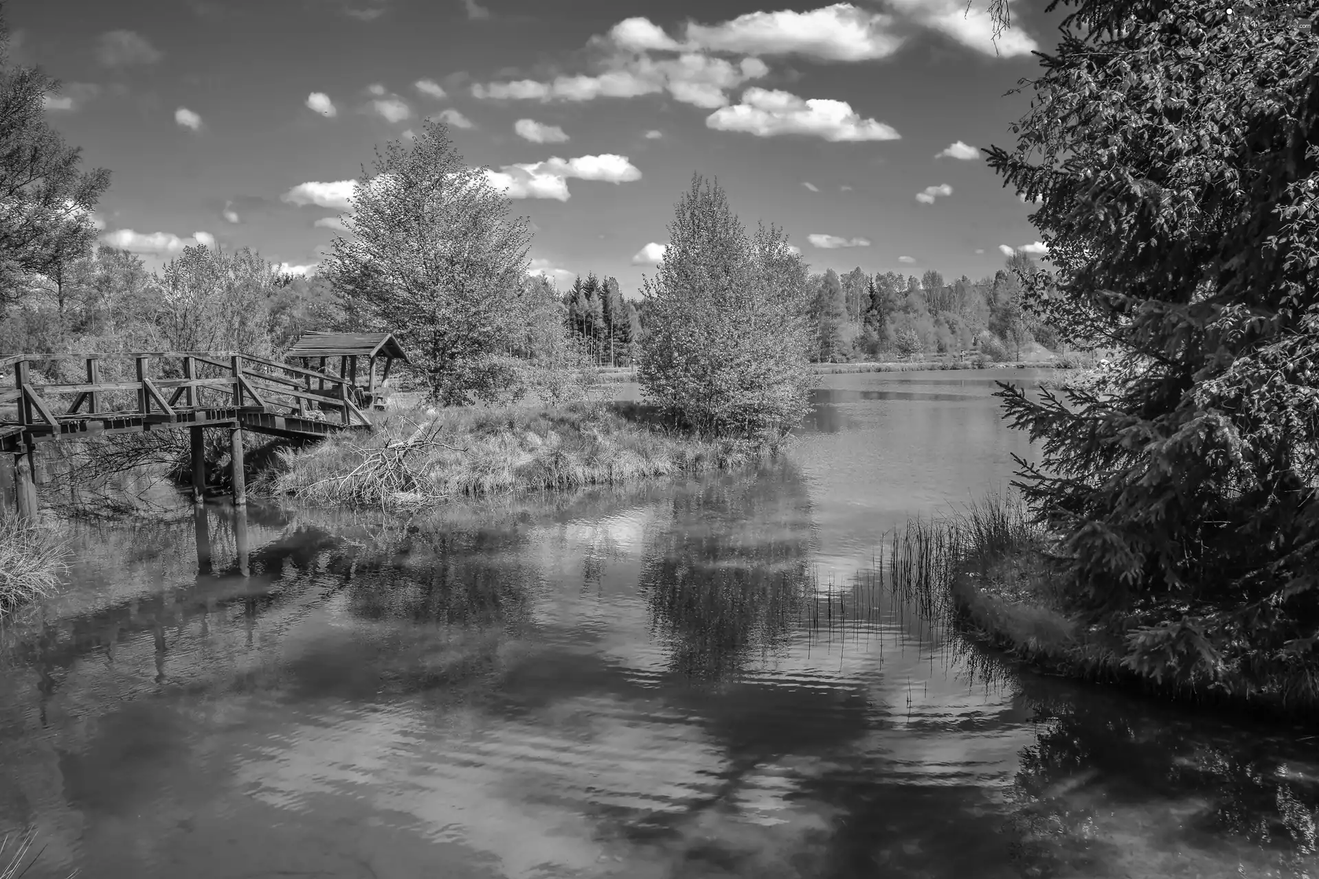 forest, bridges, lake