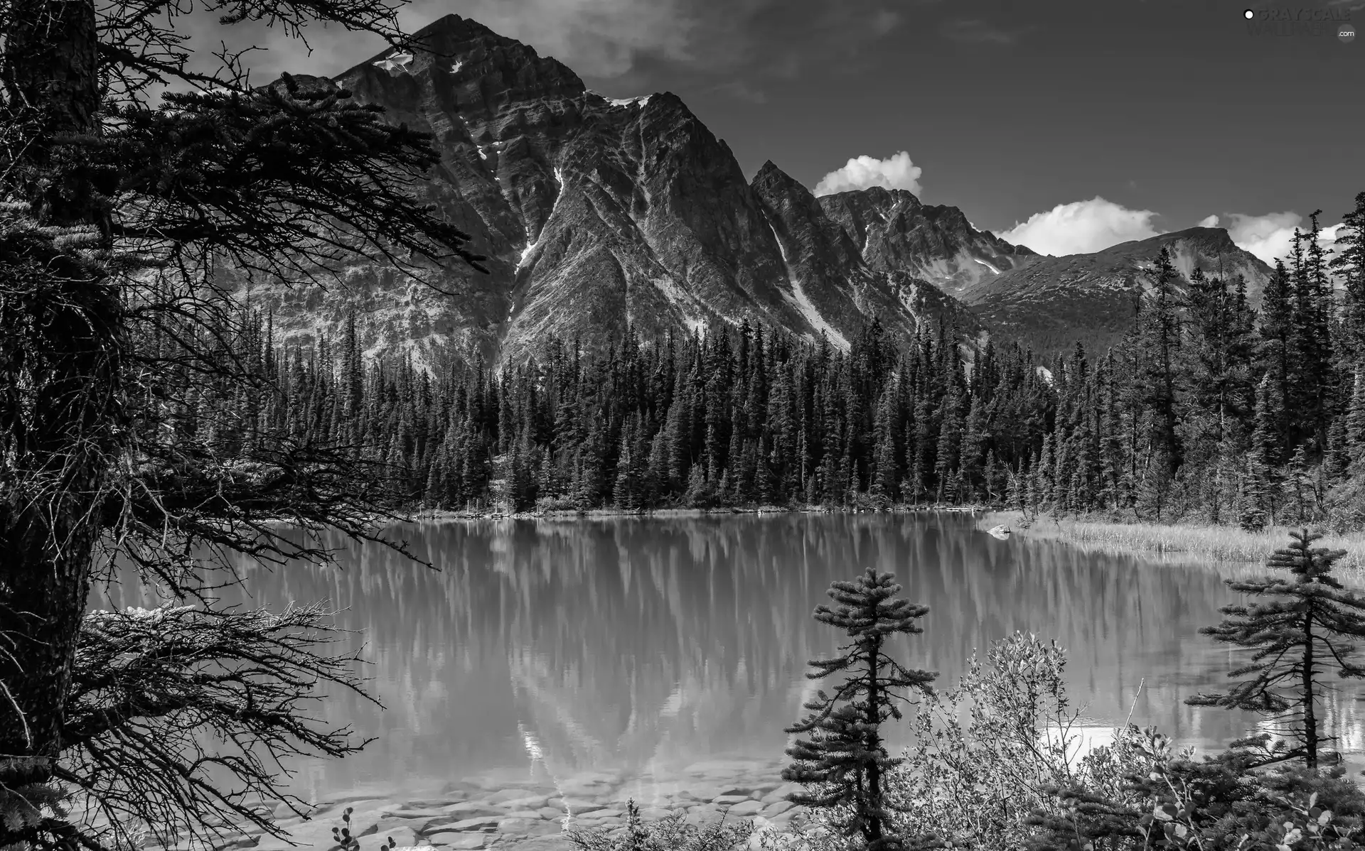 forest, Mountains, lake