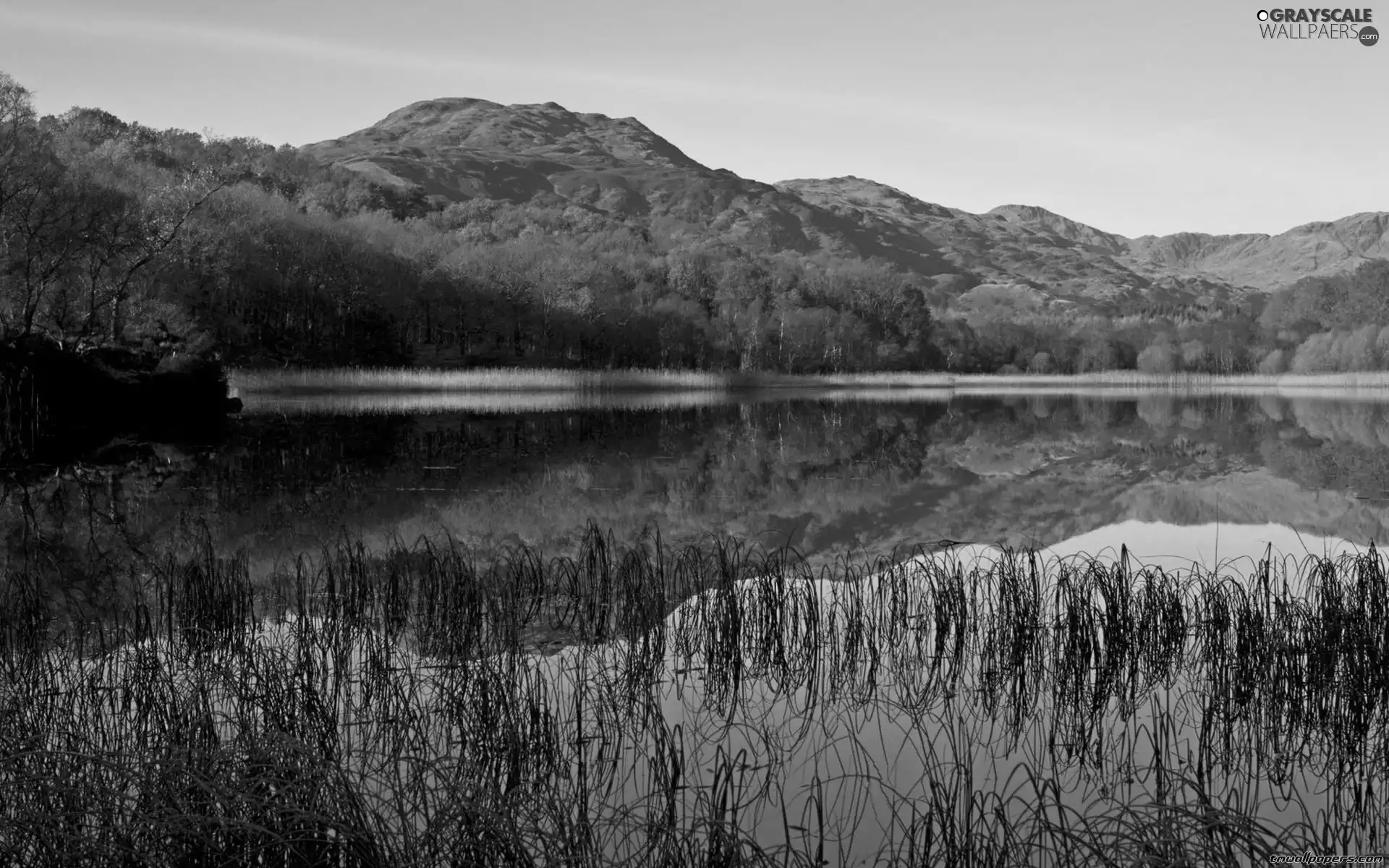 forest, Mountains, lake