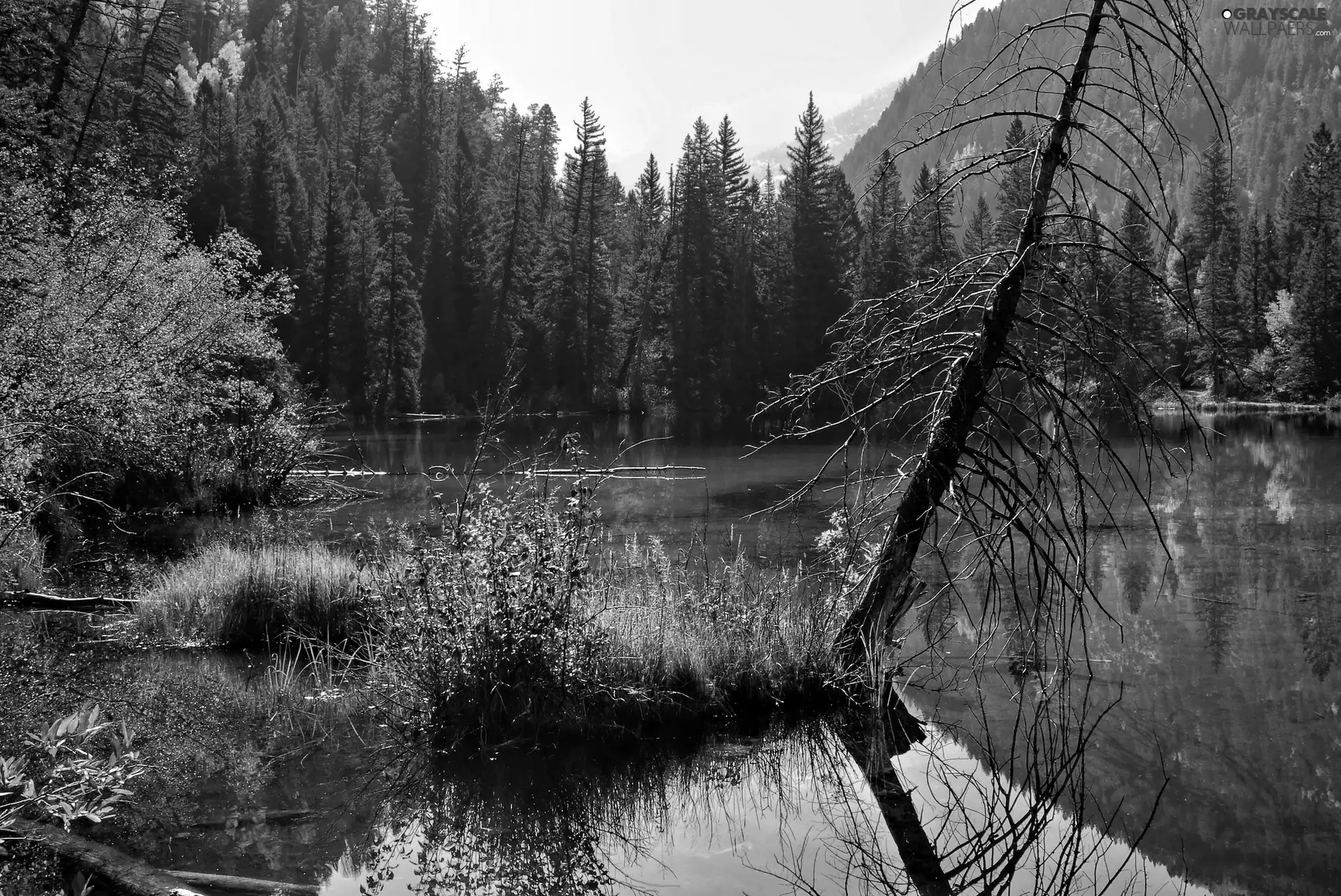 lake, trees, forest, withered
