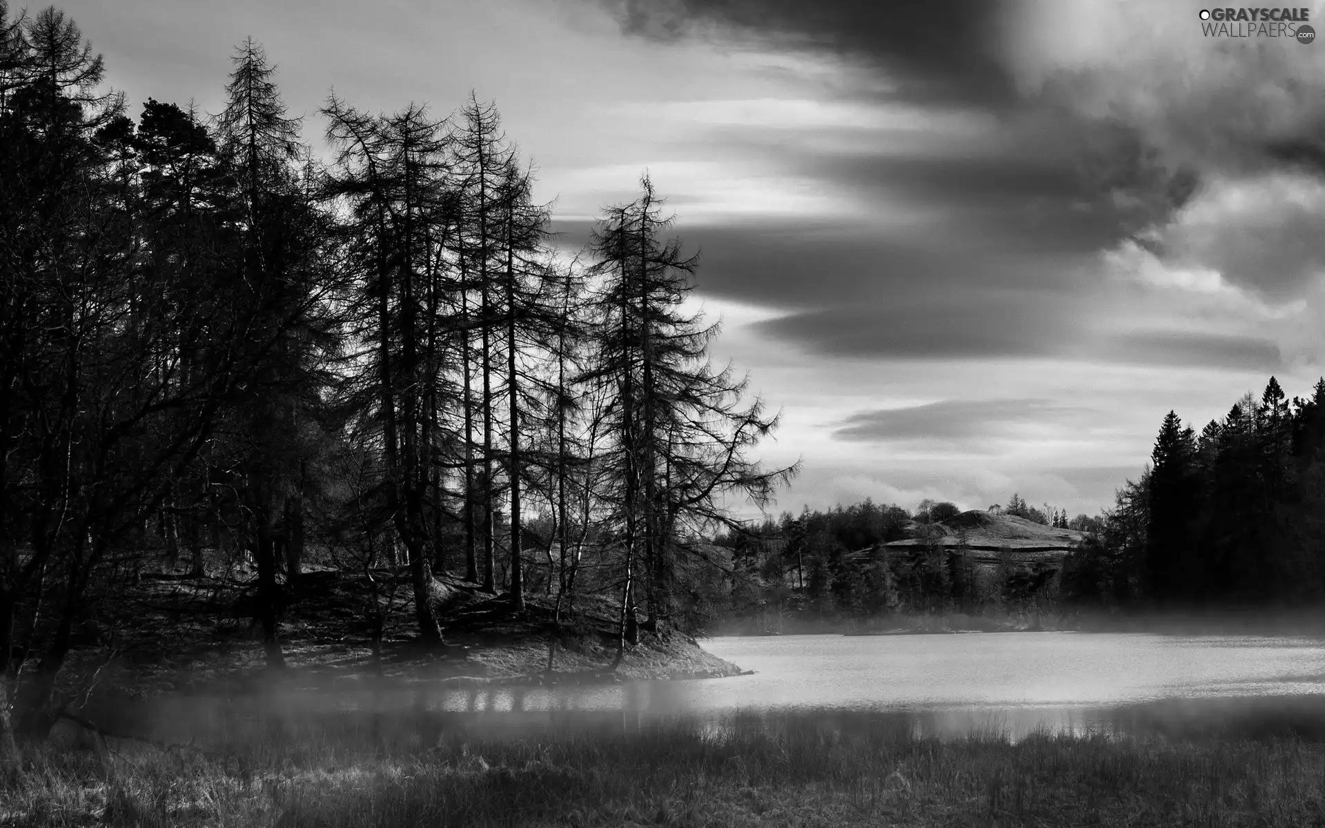lake, forest