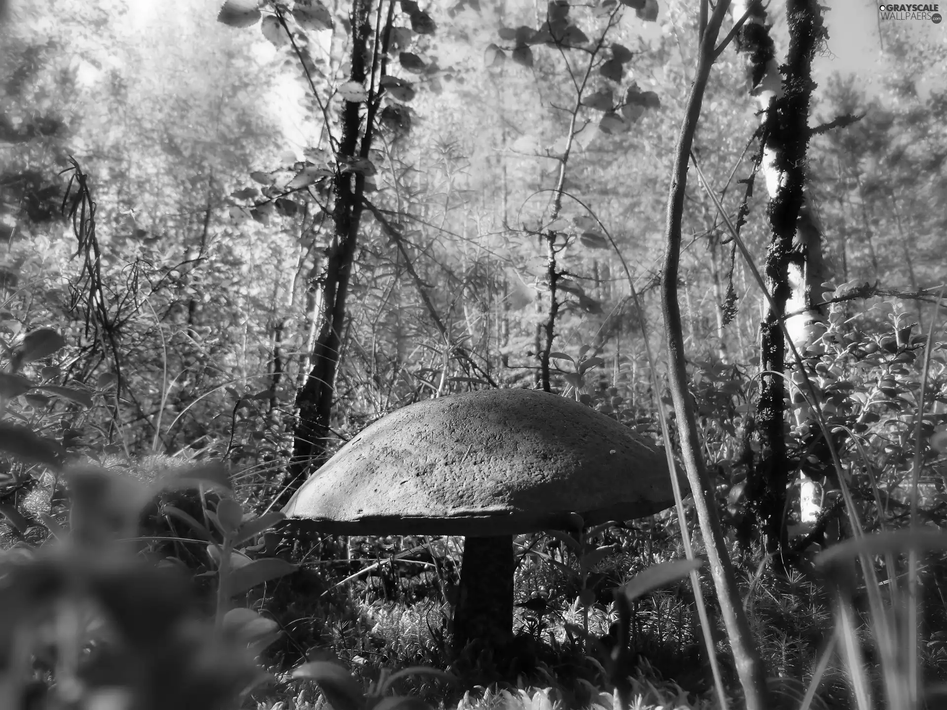 large, Red, forest, Leccinum