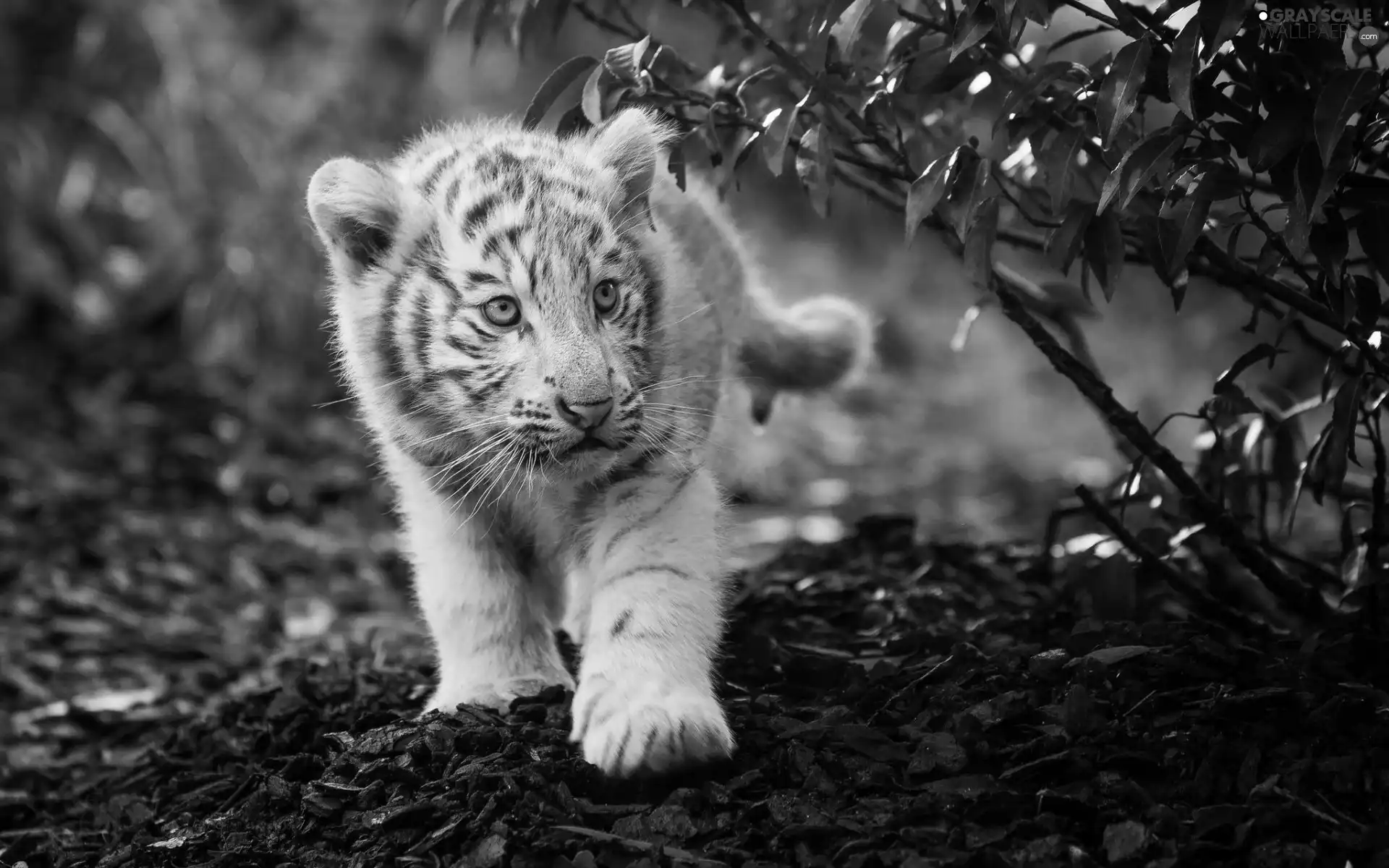 forest, Leaf, White, Tiger, small