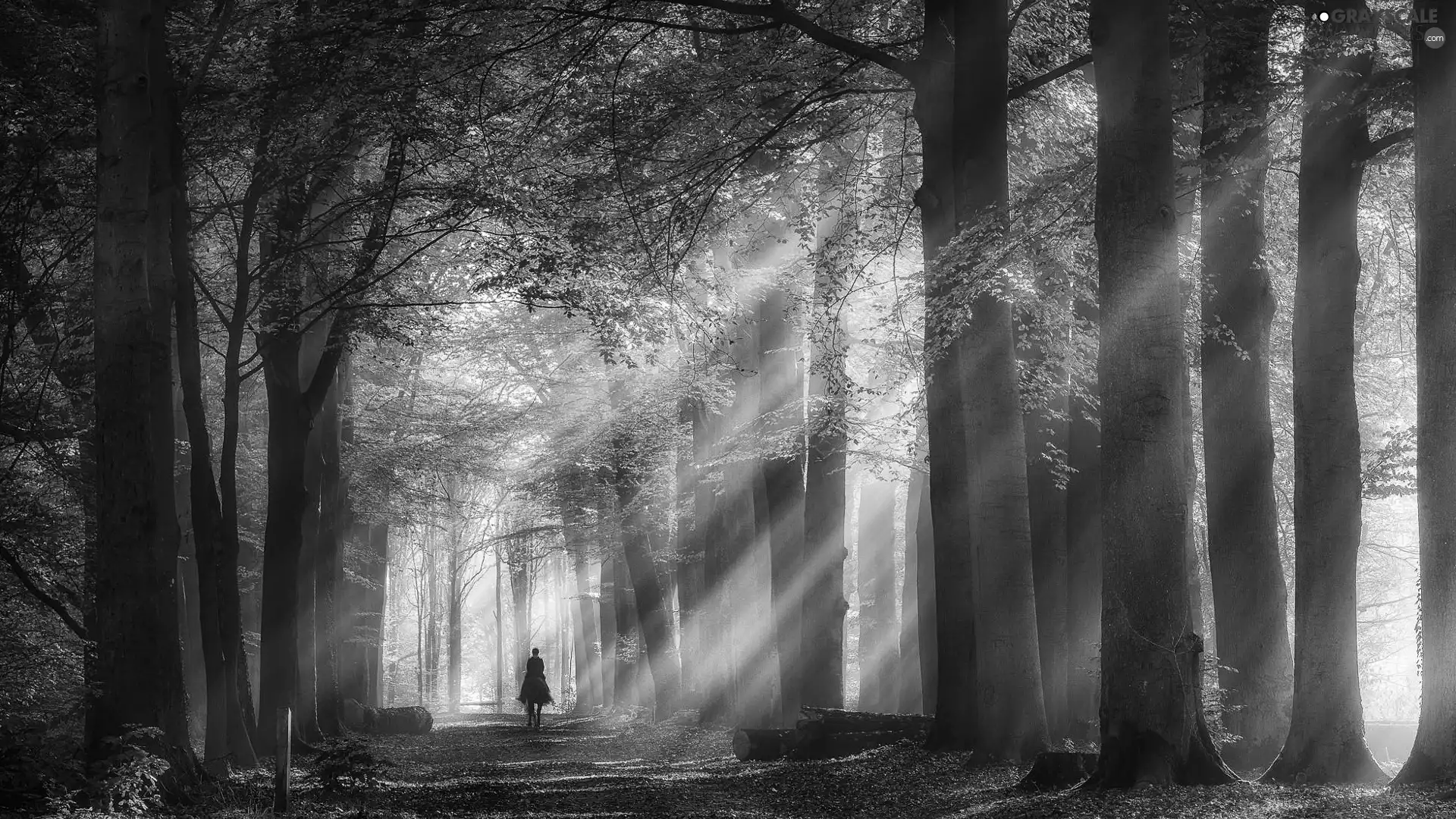 viewes, autumn, Horse, Way, rider, trees, forest, light breaking through sky
