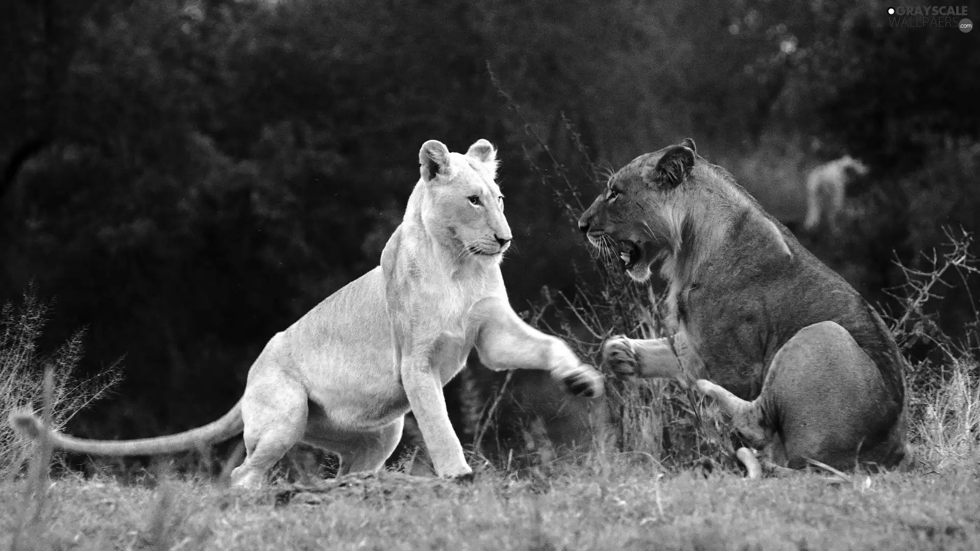 lions, forest