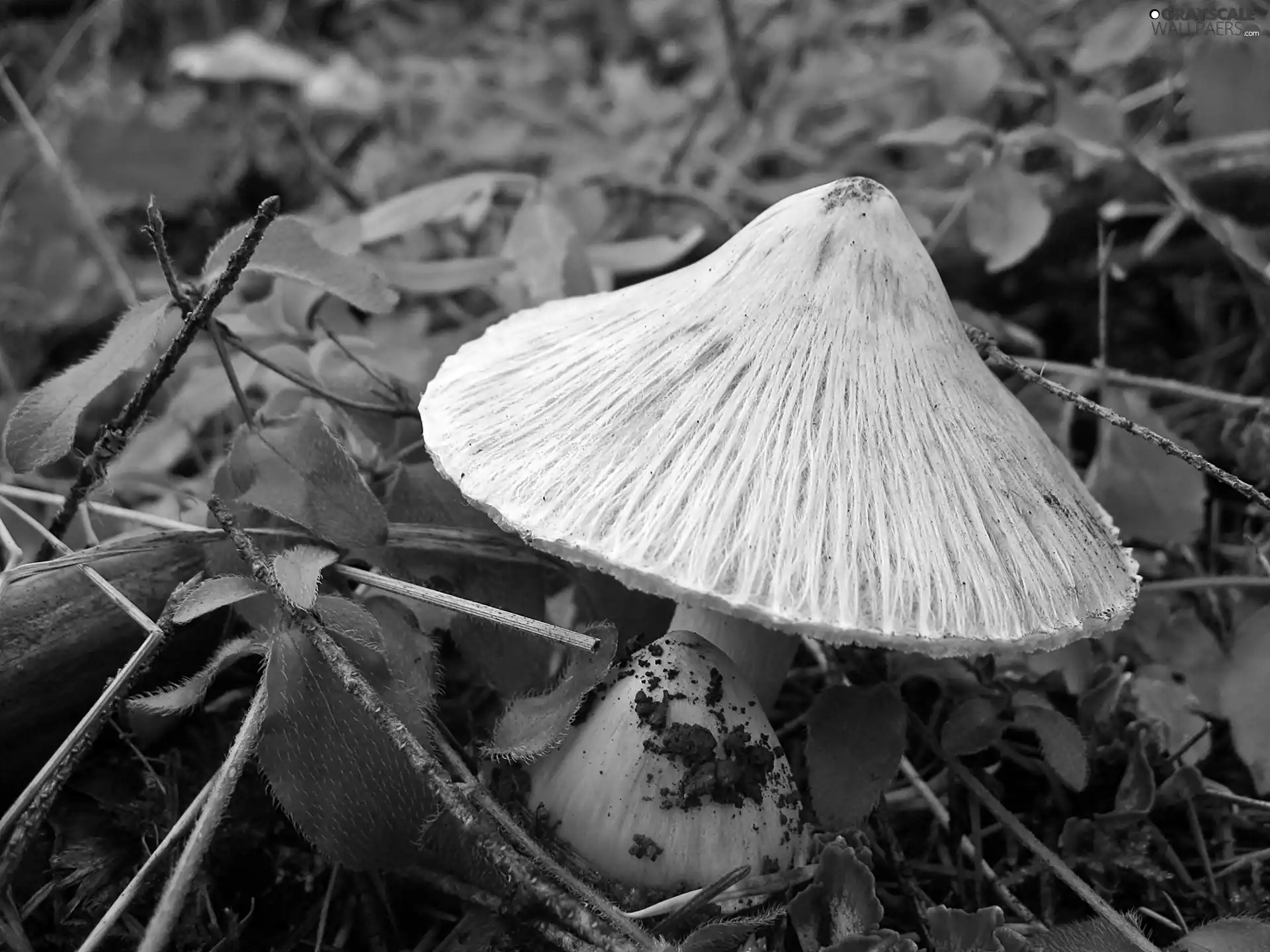 forest, Mushrooms, litter