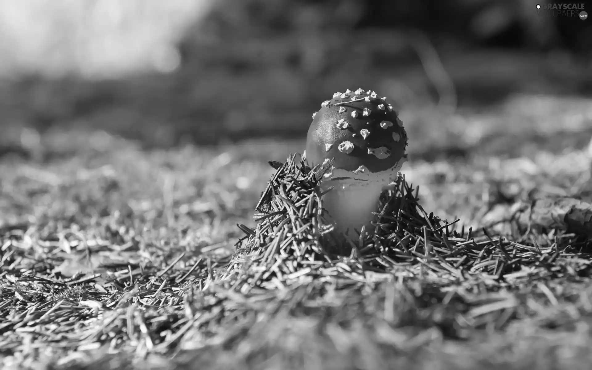 forest, toadstool, litter