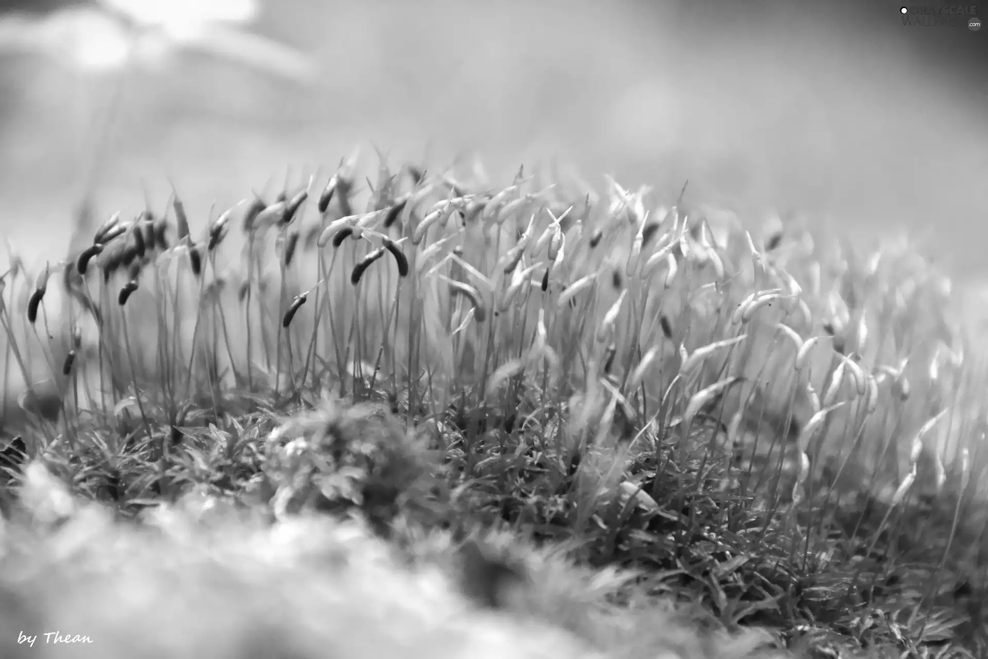 litter, forest