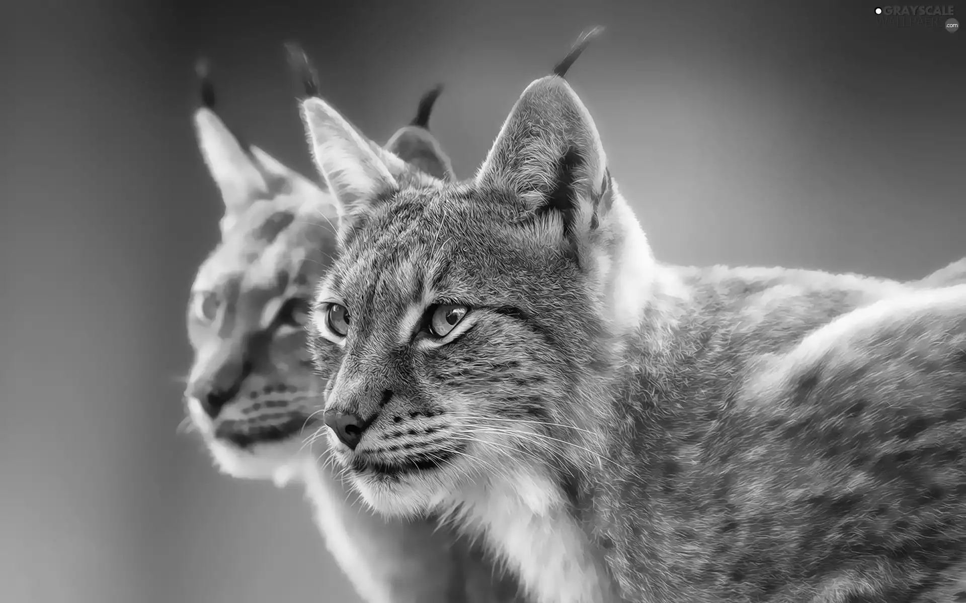 forest, Steam, Lynx