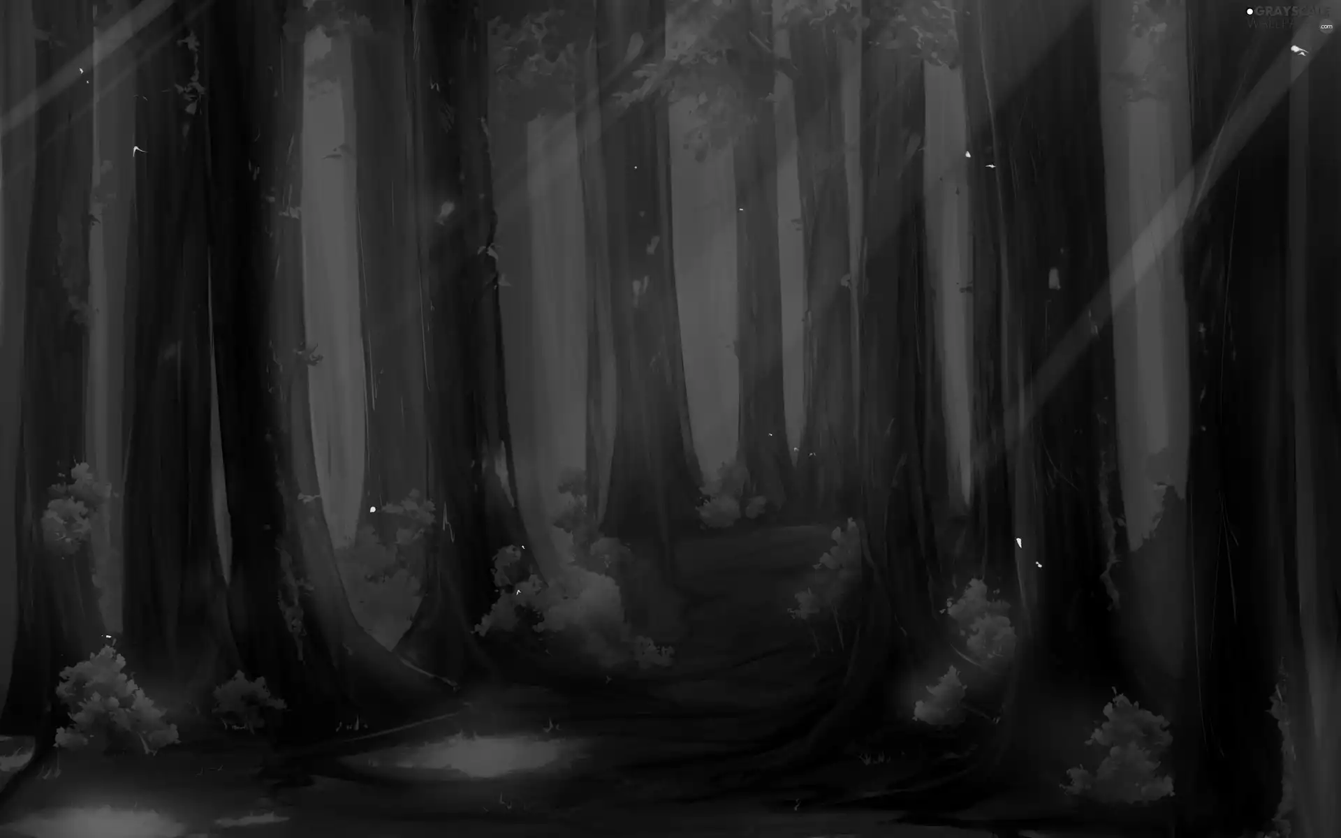 magic, forest