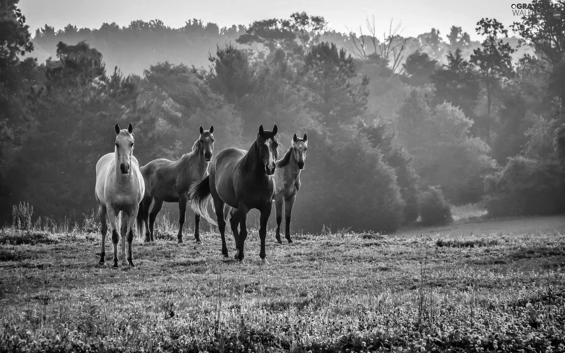 forest, bloodstock, Meadow