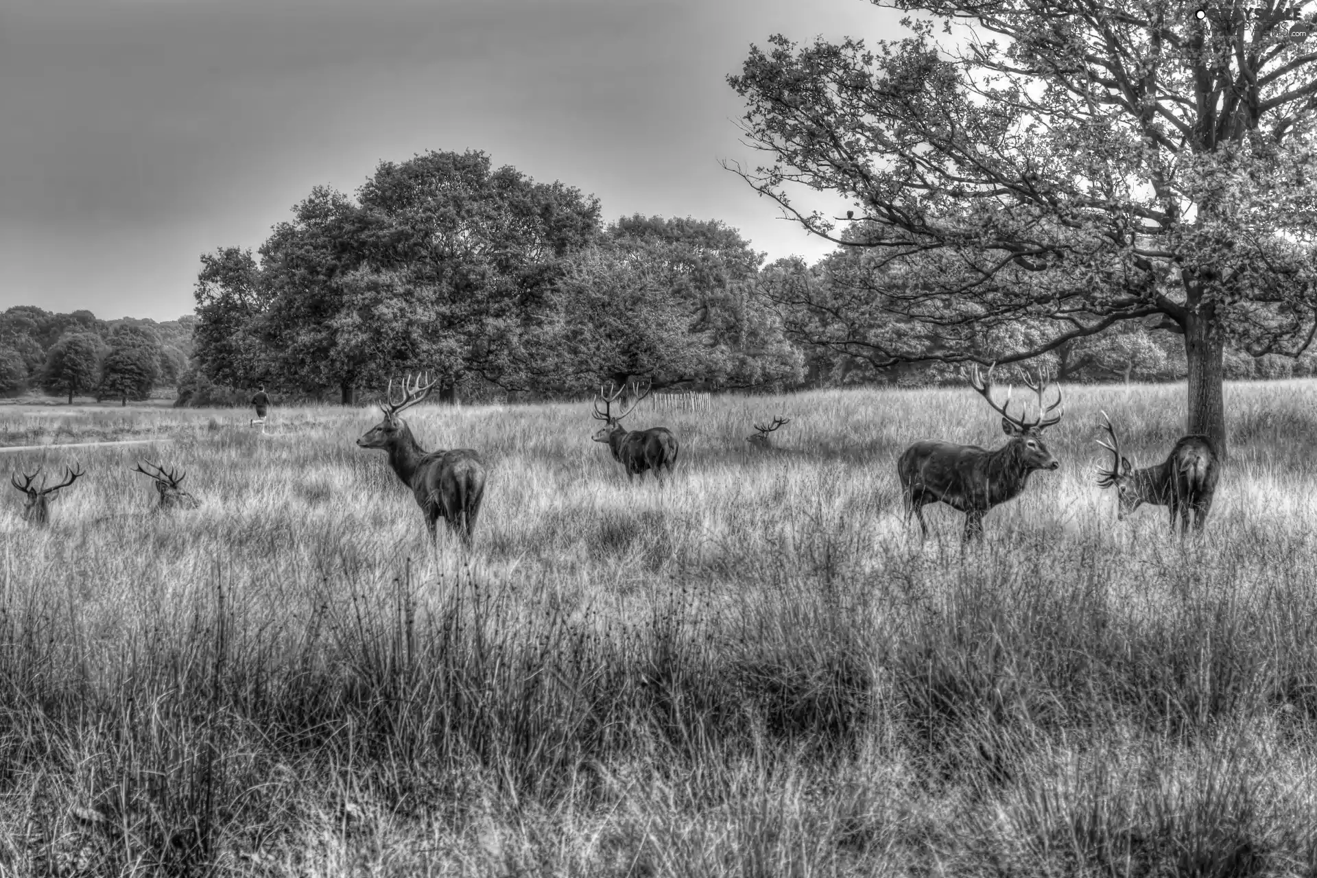 forest, Deer, Meadow