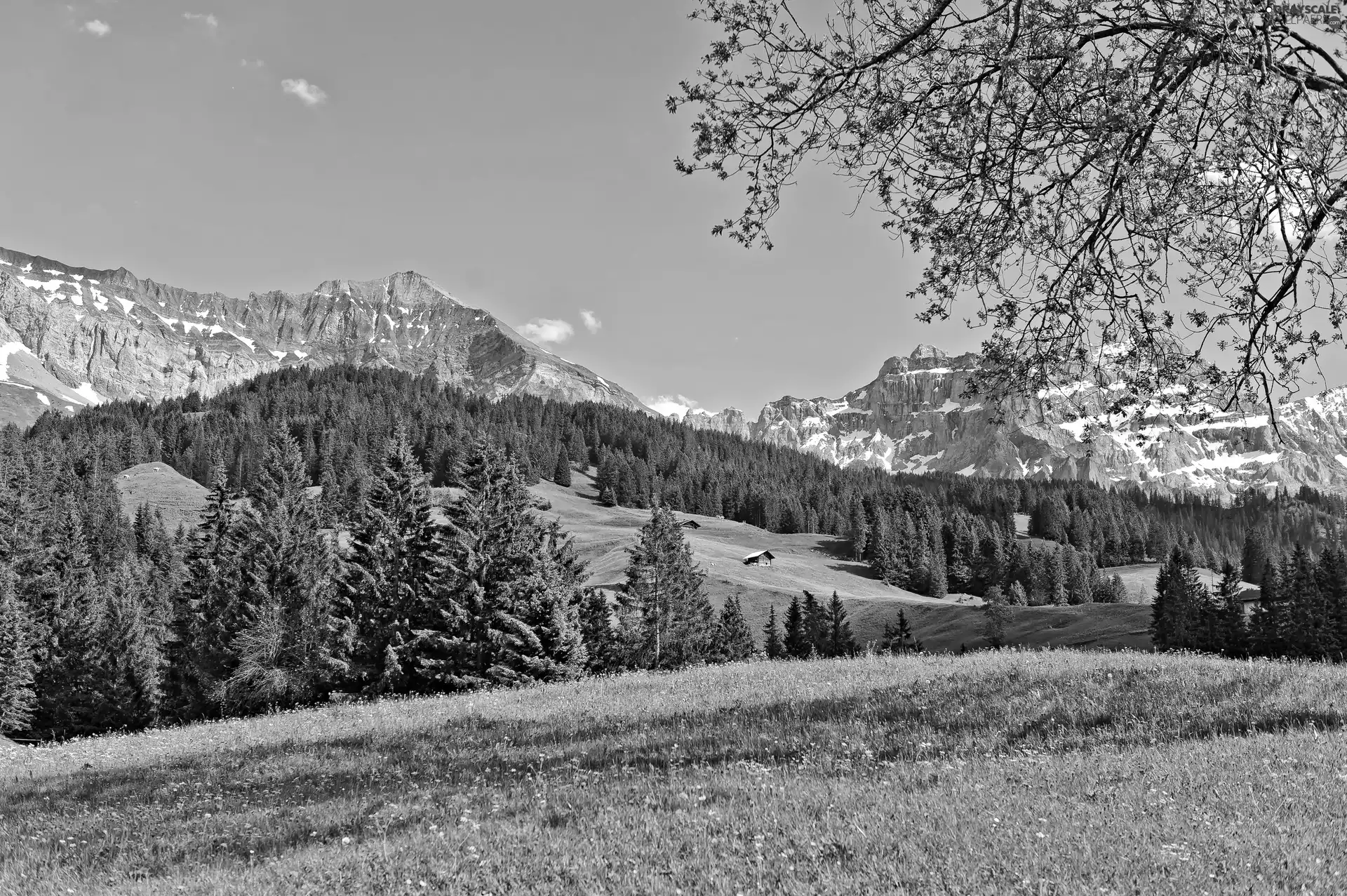 car in the meadow, Mountains, forest