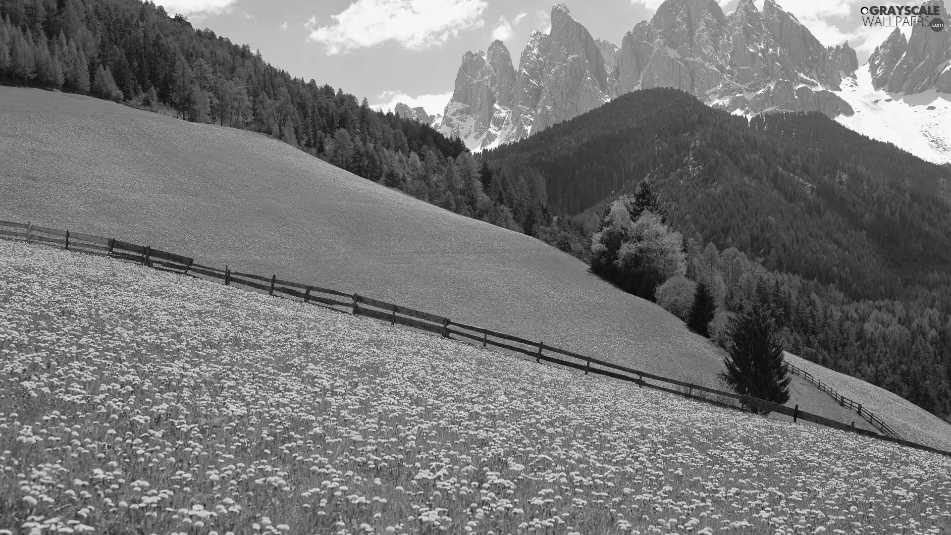 forest, Mountains, Meadow