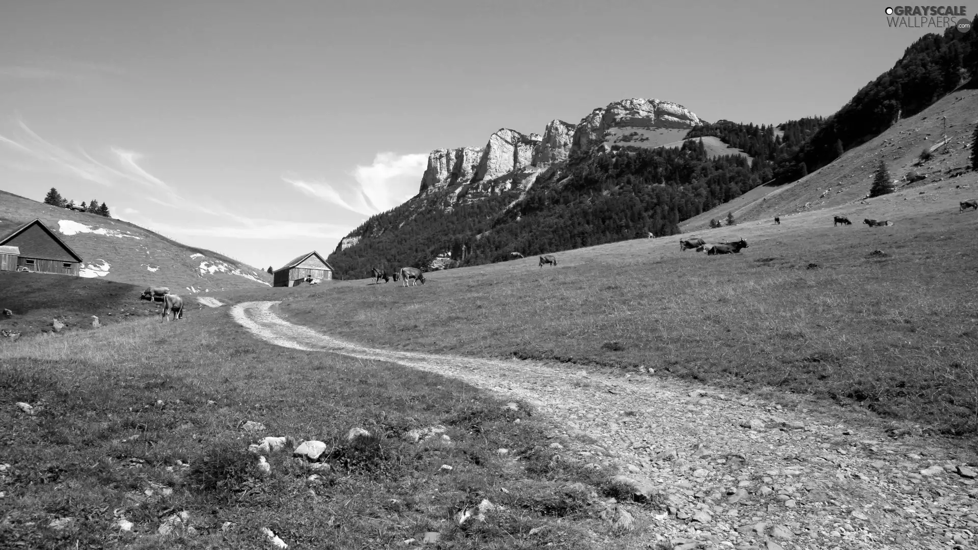 Meadow, Mountains, forest, Cows