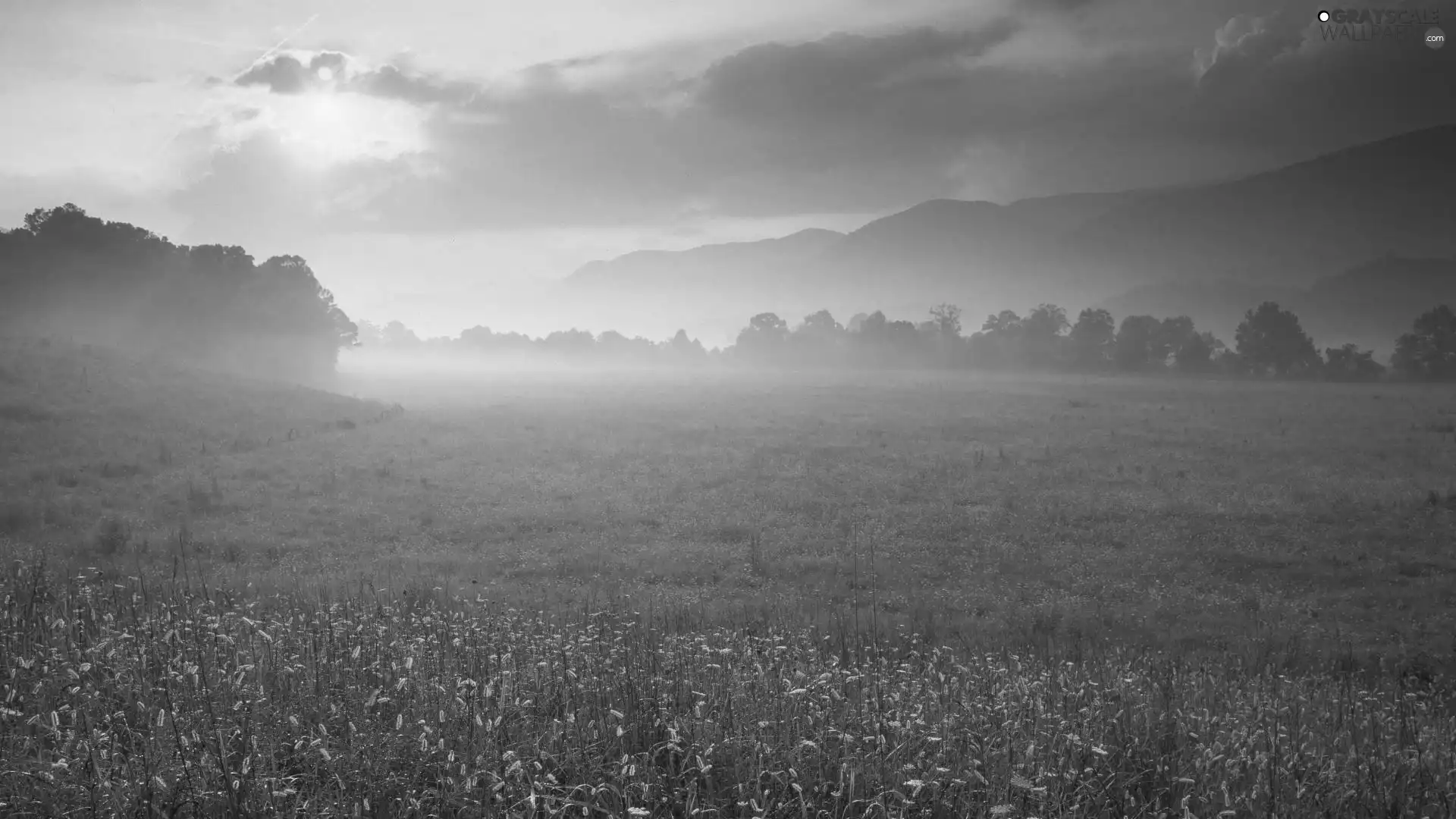 forest, Meadow, east, rays, sun