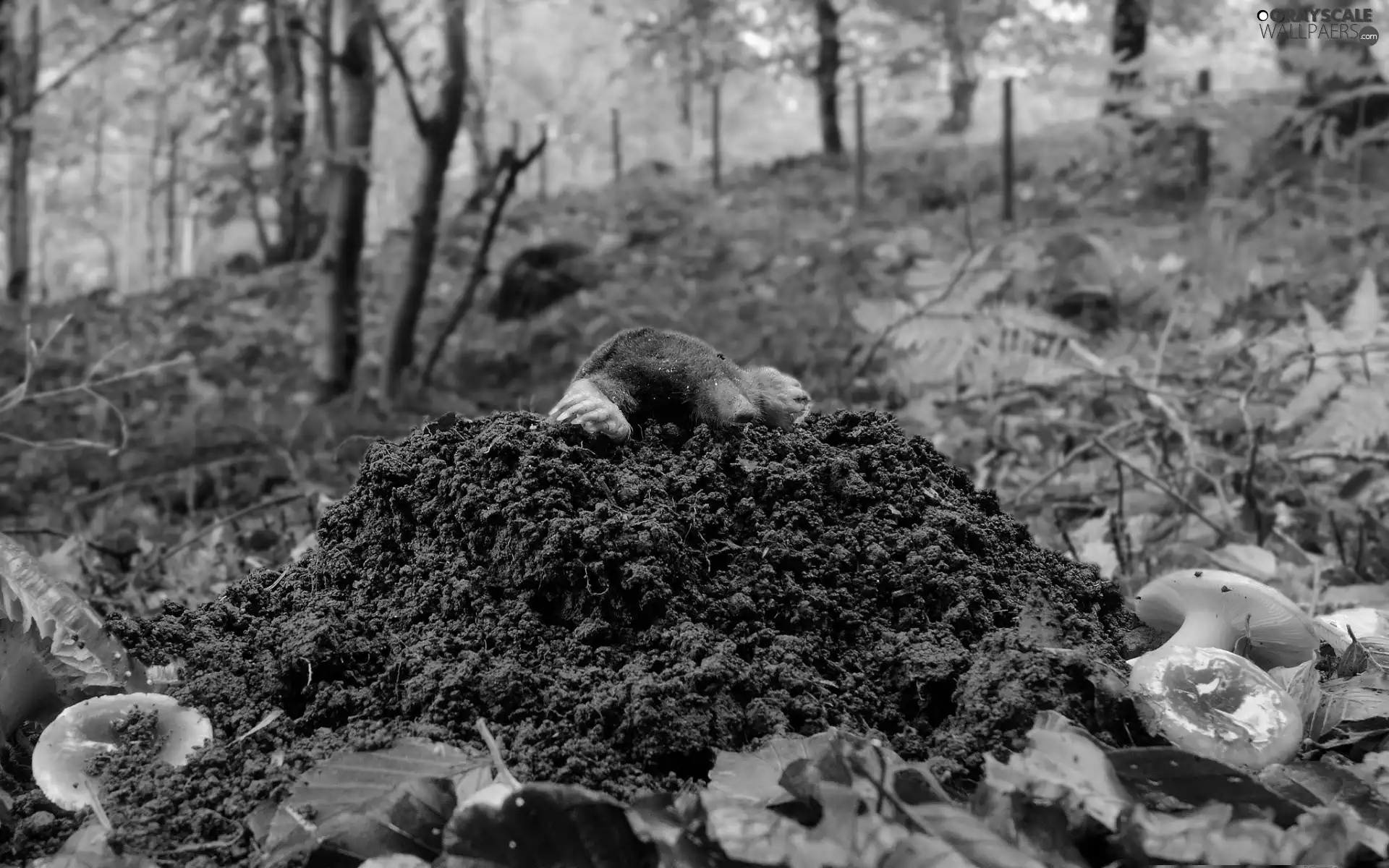 Mole, mushrooms, forest, Mound