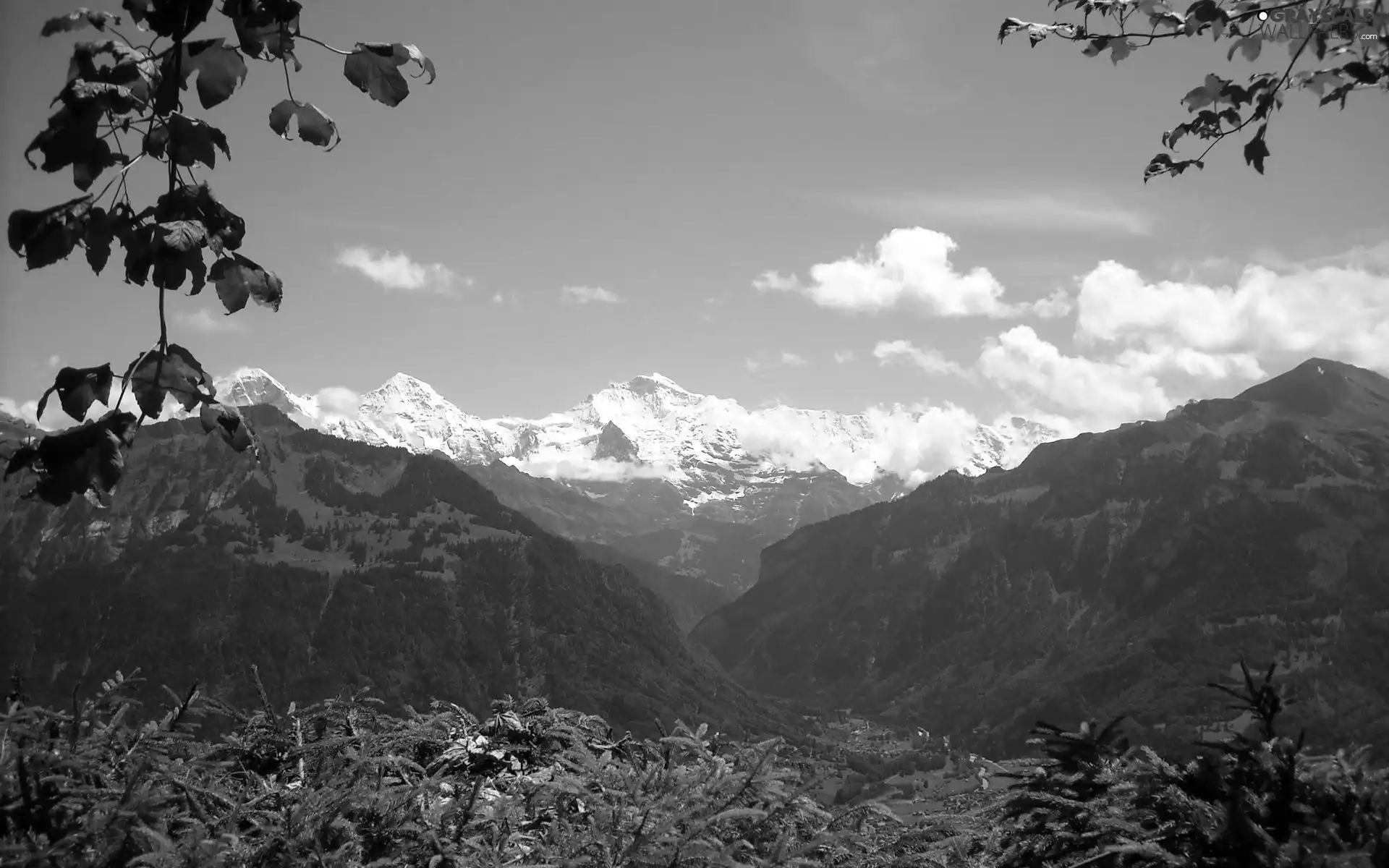 Mountains, forest