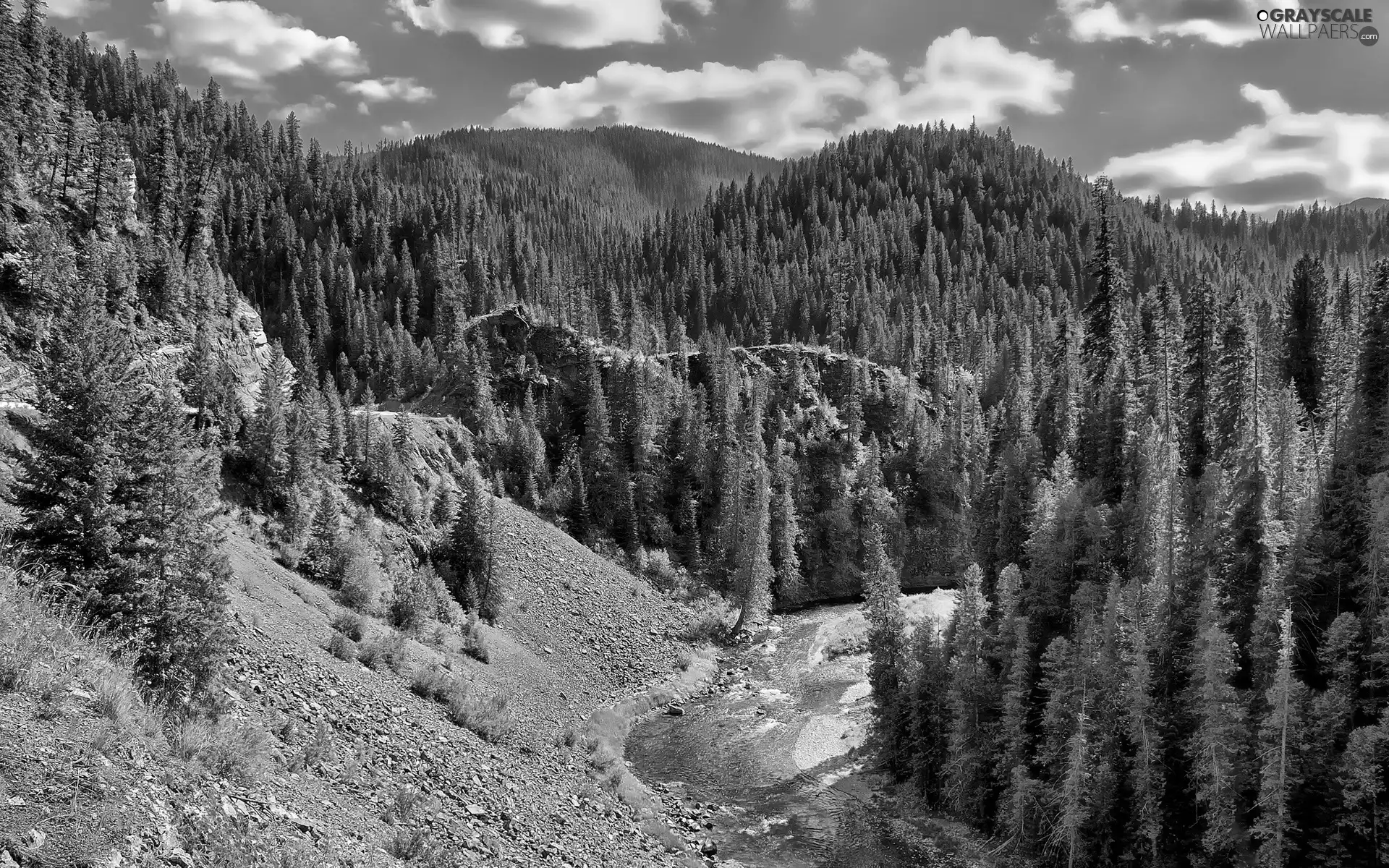 forest, River, Mountains