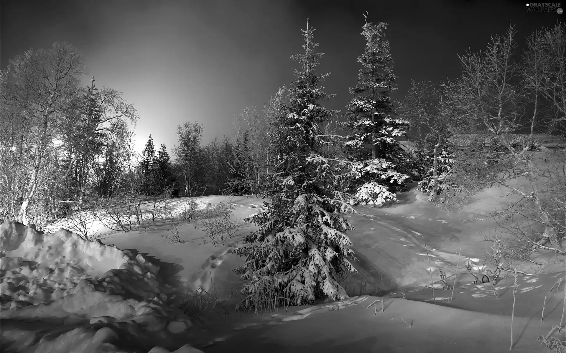 forest, Mountains, west, sun, winter