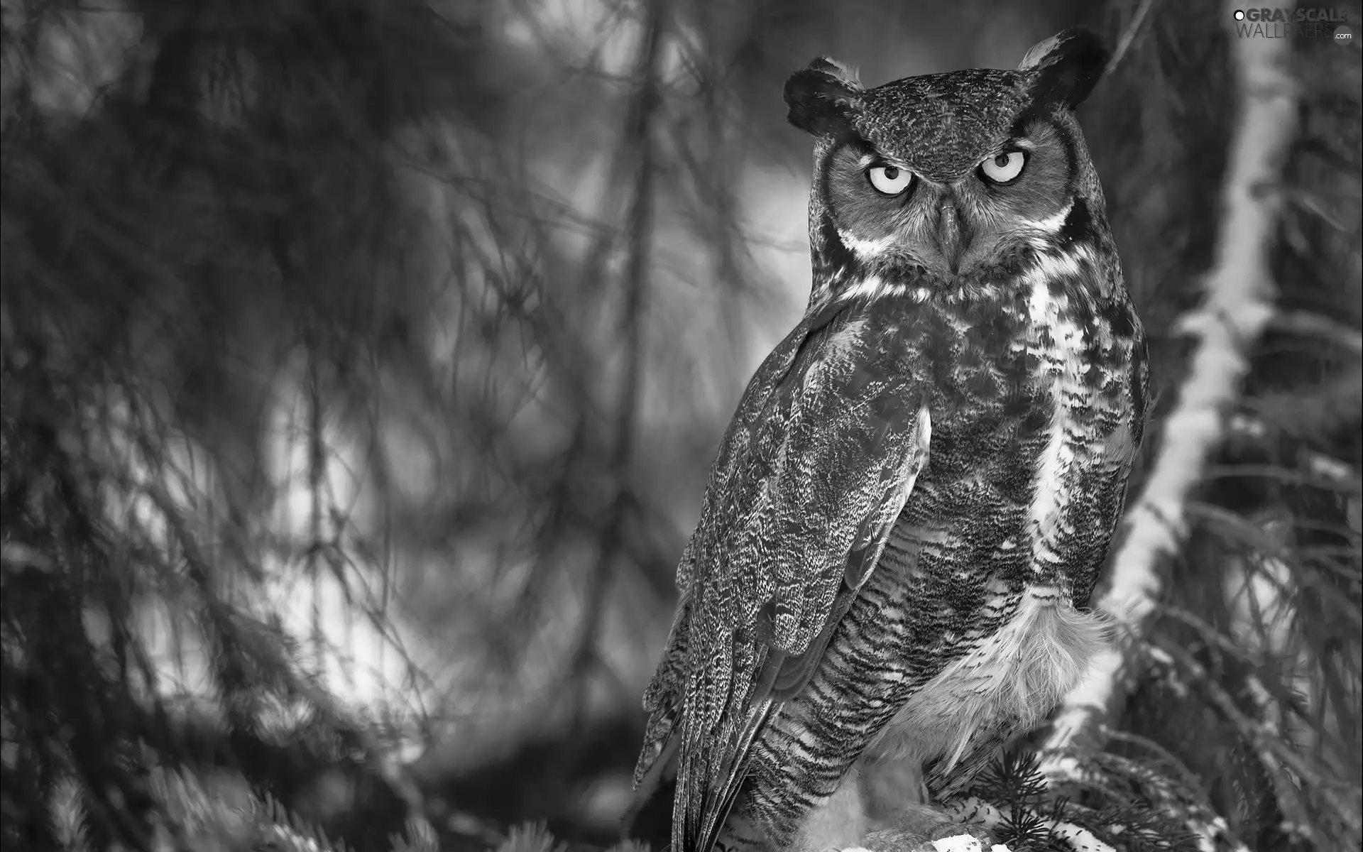 owl, forest