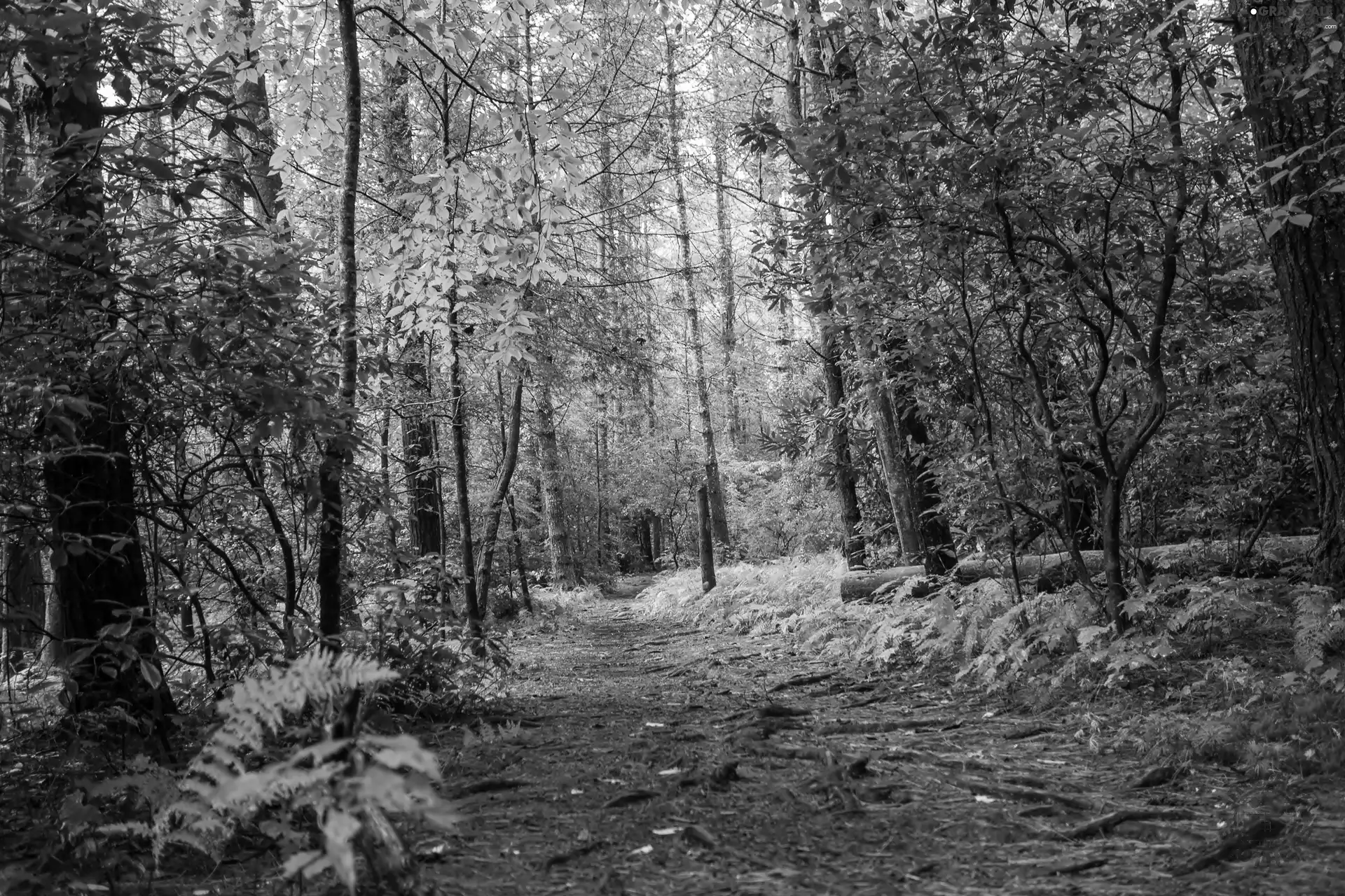 Path, forest