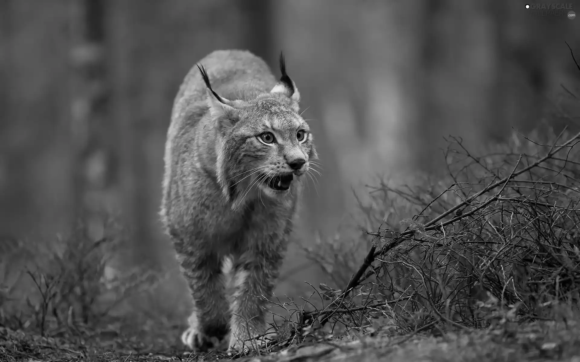 forest, Lynx, Path