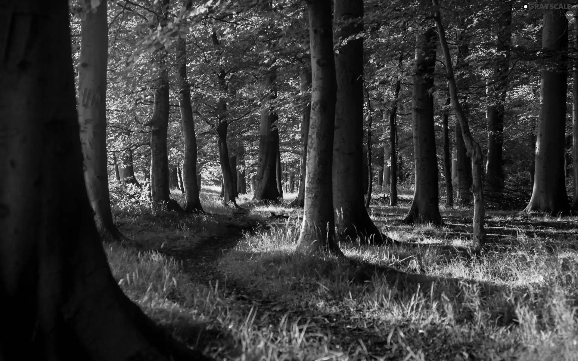 Path, forest