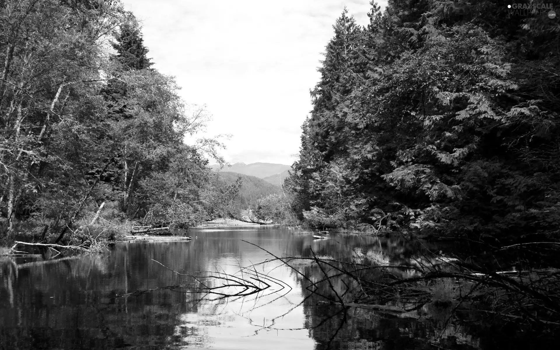 branch pics, River, forest