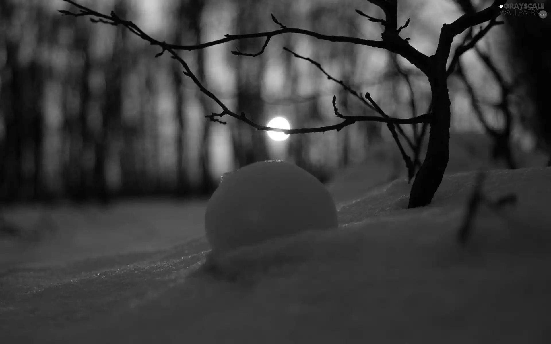 reflection, snow, forest, sun