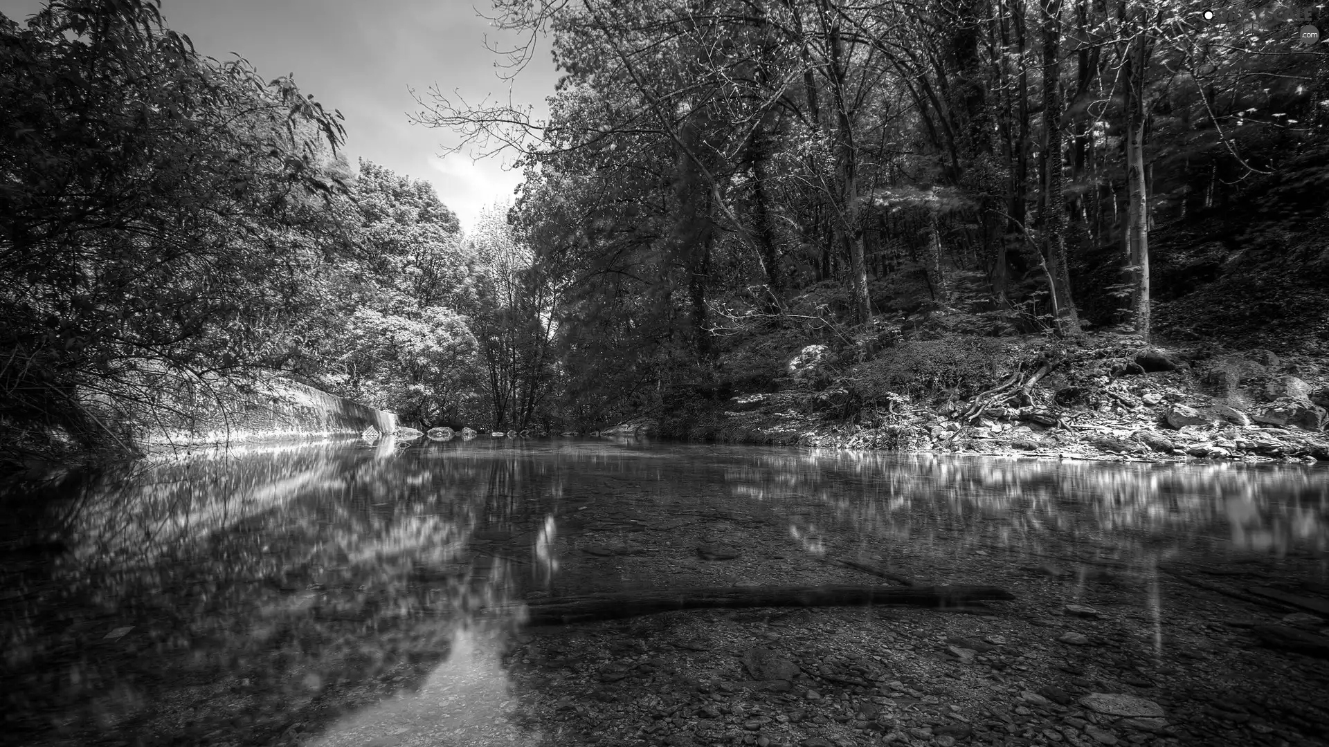 River, forest